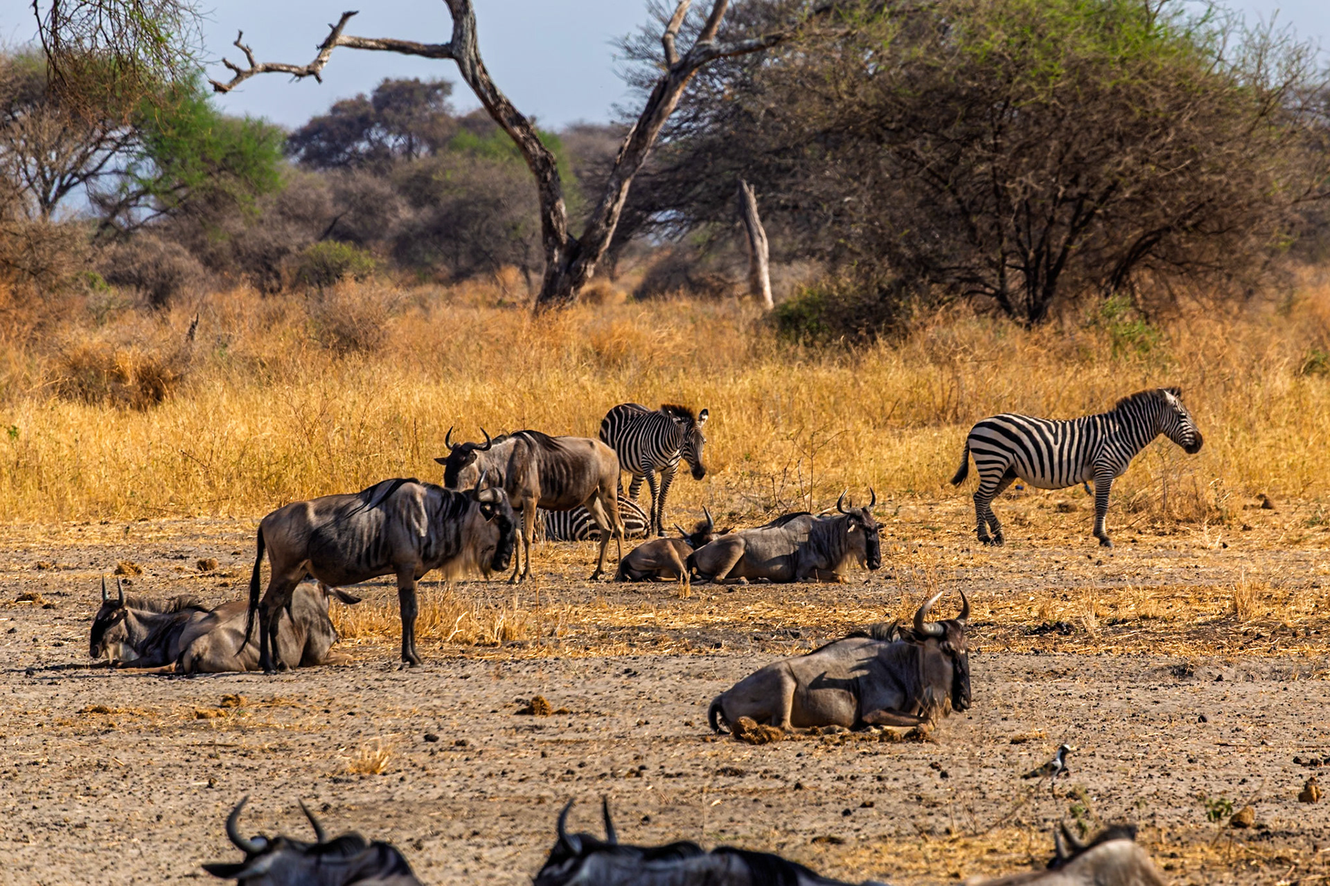 Wildebeest rest as zebras stand guard in Tanzania's Tarangire National Park, seeking shade and safety in numbers from predators.