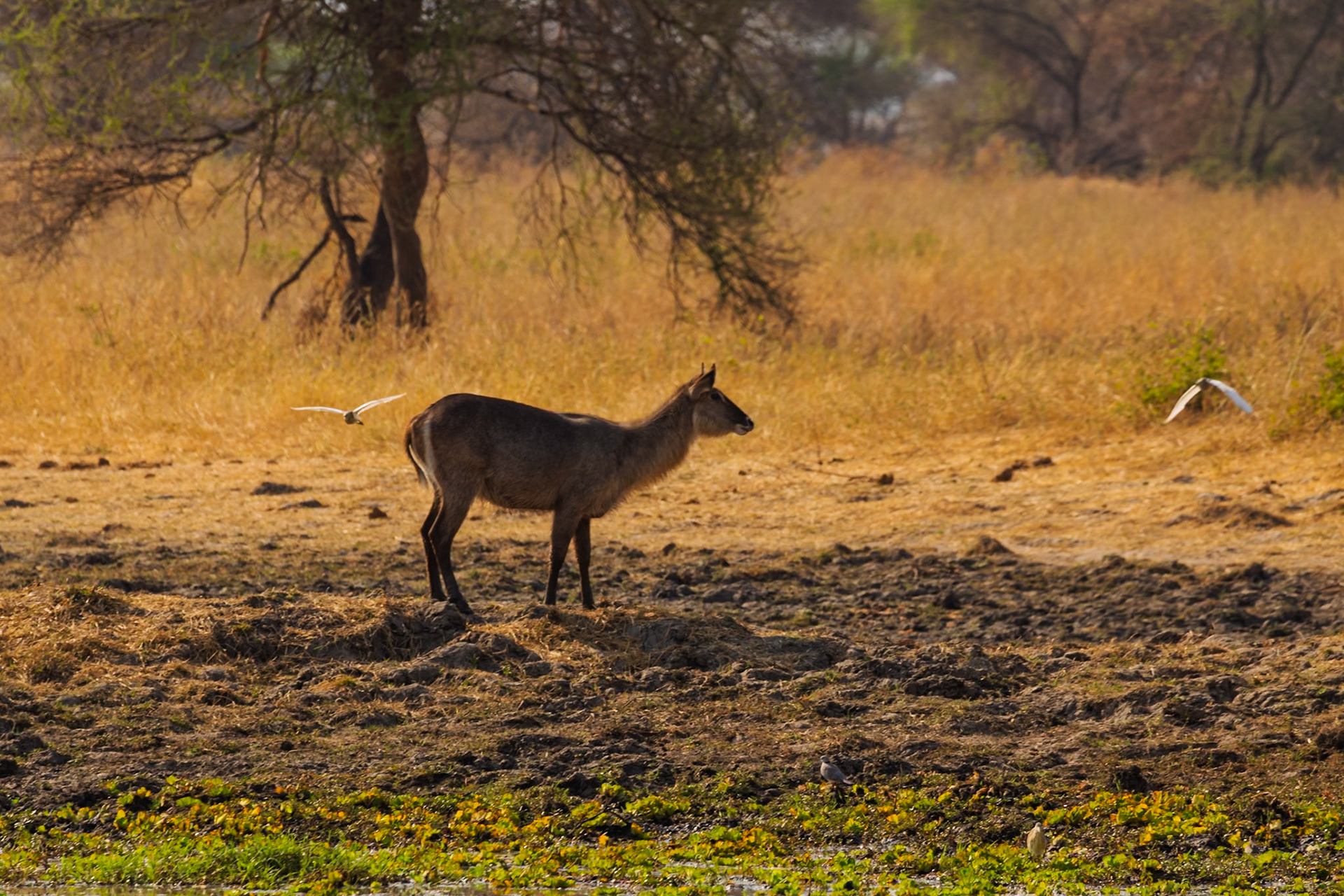 A waterbuck stands near a waterhole in Tarangire National Park, Tanzania, with birds flying by, seeking refreshment in the dry landscape.