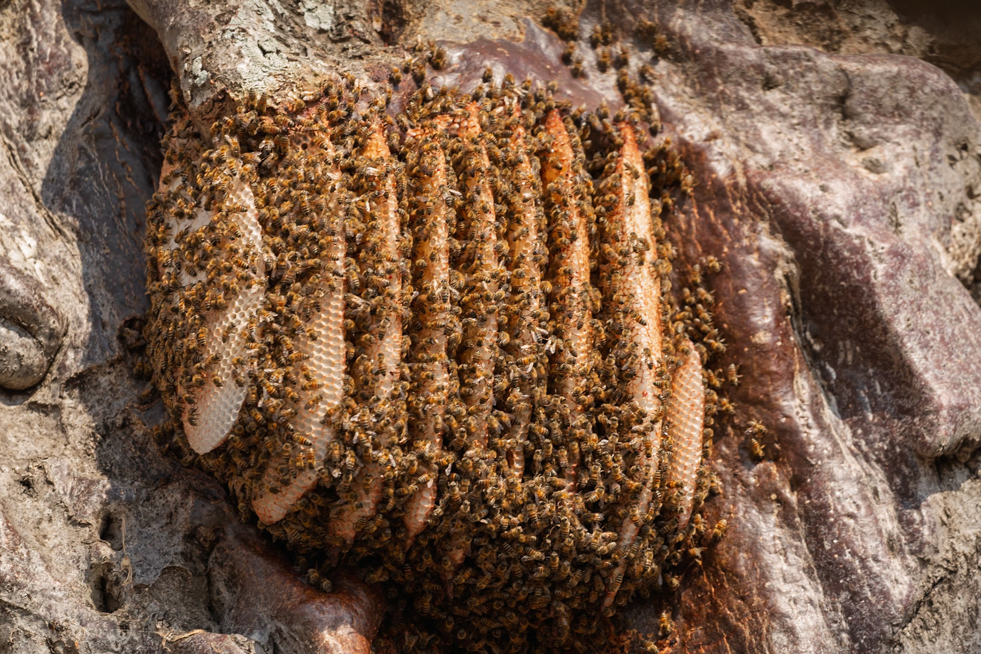 Bees actively tend to their large honeycomb attached to a tree in Tarangire National Park, Tanzania, for honey production and colony life.