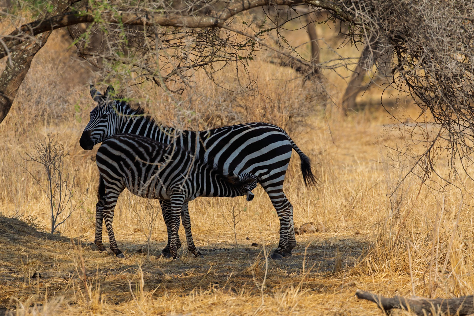 A zebra foal suckles from its mother in Tarangire National Park, Tanzania, for nourishment and growth.