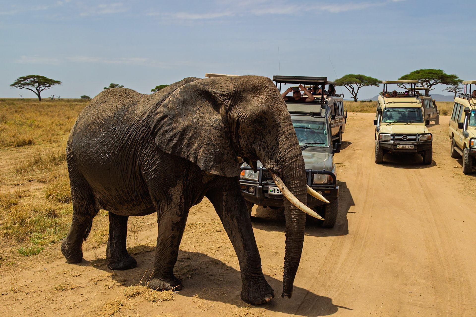 Tourists in Tanzania's Serengeti National Park watch an elephant cross the road in front of their safari vehicles.