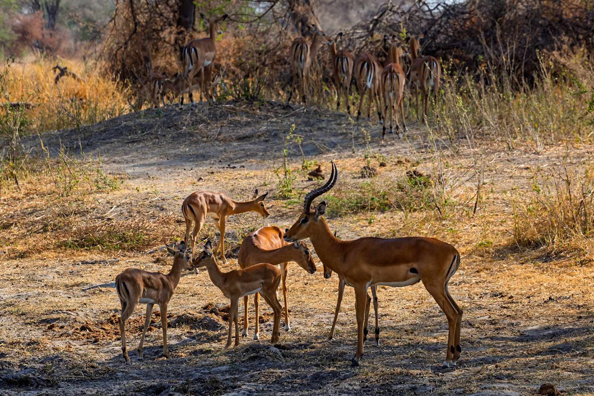 A group of Impala huddle together in Tarangire National Park, Tanzania, seeking shade and safety in numbers from predators.
