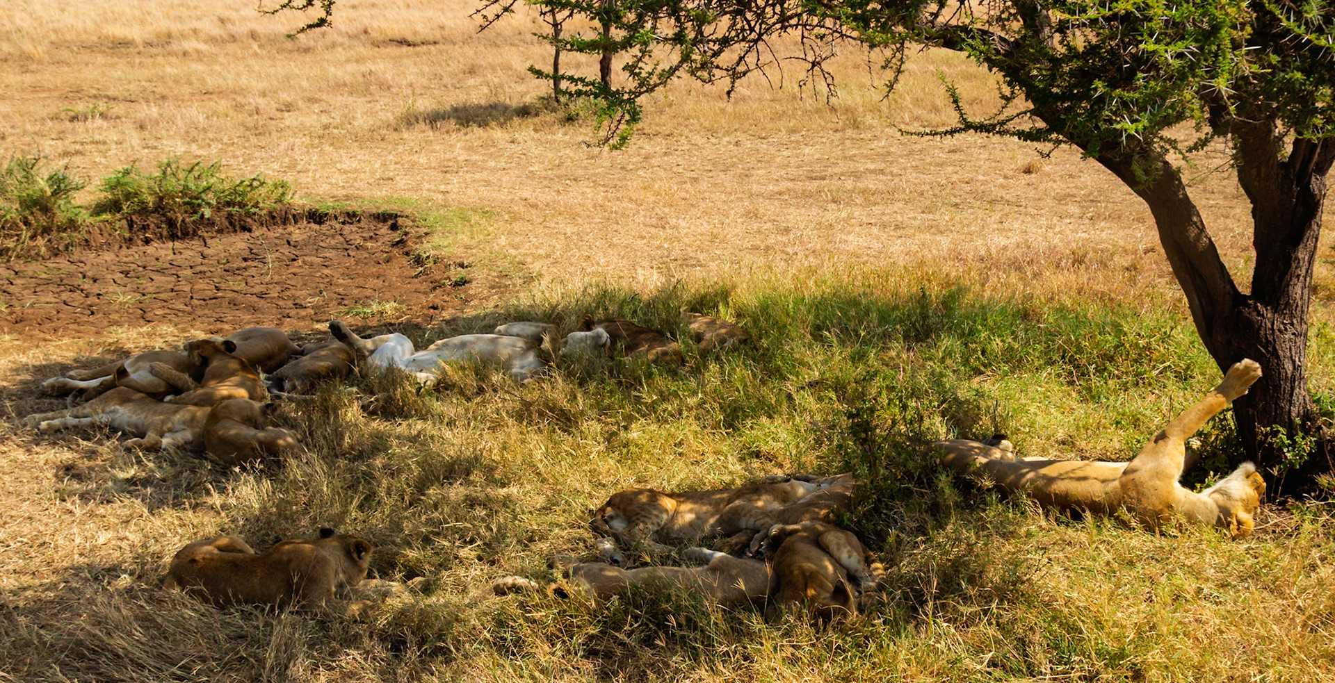 A pride of lions rests in the shade of a tree in Tanzania's Serengeti National Park, seeking respite from the heat.