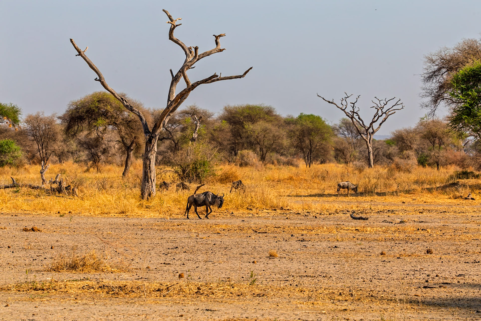 Two wildebeest graze in Tarangire National Park, Tanzania, seeking sustenance in the dry, grassy landscape.