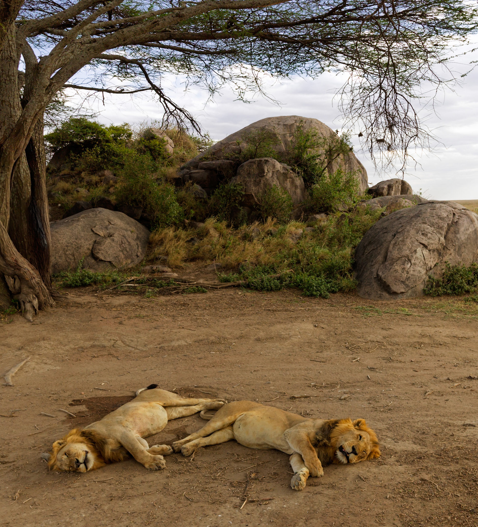 Two male lions are sleeping under a tree in Serengeti National Park, Tanzania. They are resting after a long day of hunting.