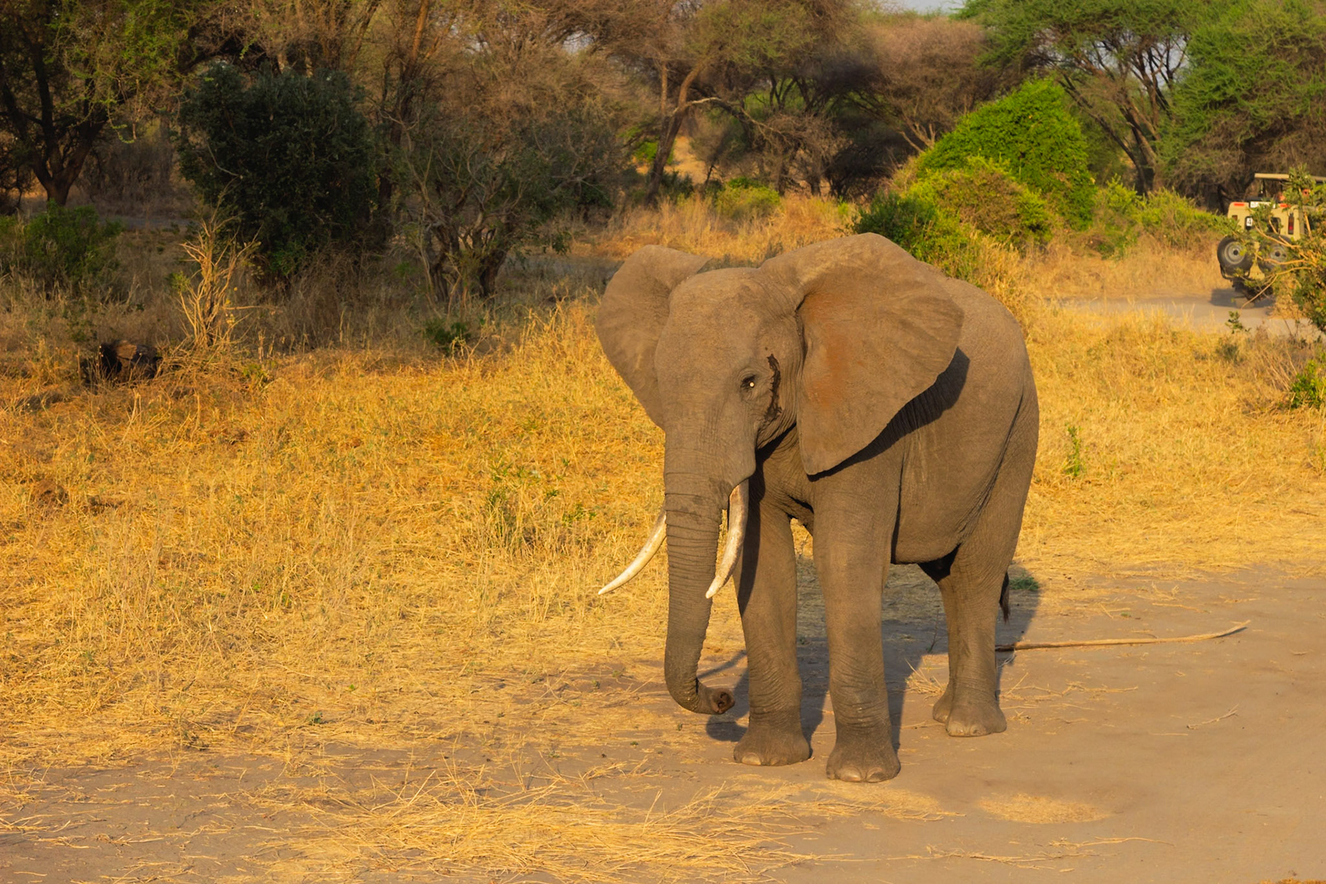 An African elephant with tusks stands on a dirt track in Tarangire National Park, Tanzania, as a safari vehicle passes by.
