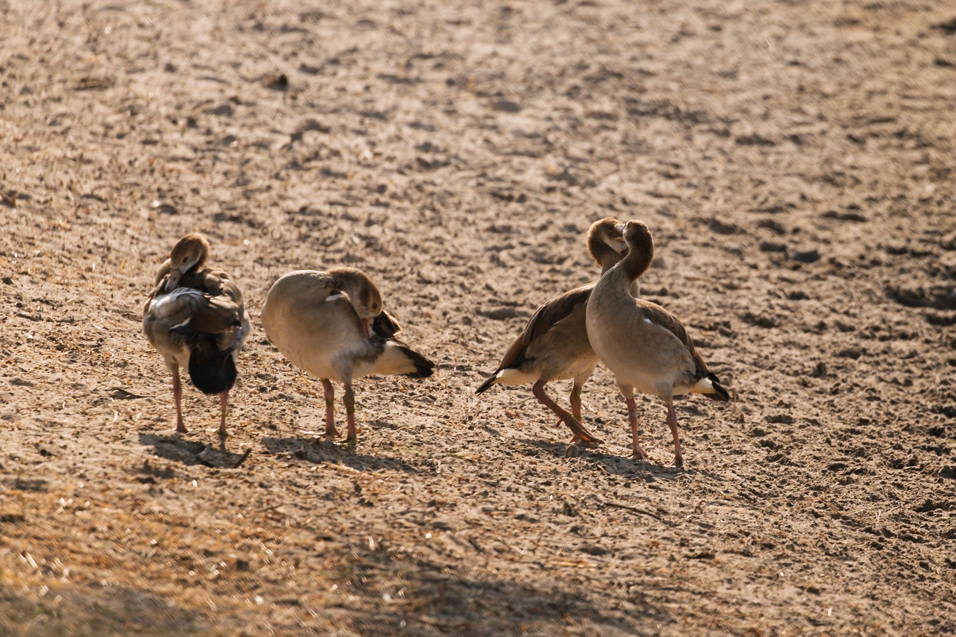 Egyptian Geese preen and a pair display affection on sandy ground in Tarangire National Park, Tanzania, showing natural behavior.