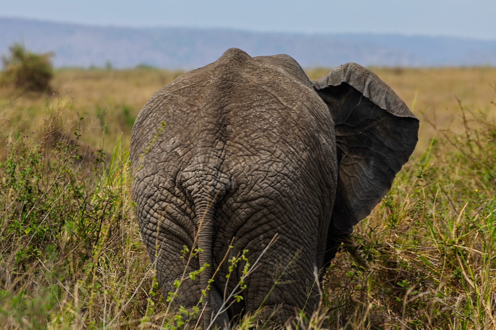 An elephant walks away in Serengeti National Park, Tanzania, foraging for food in the tall grasses.