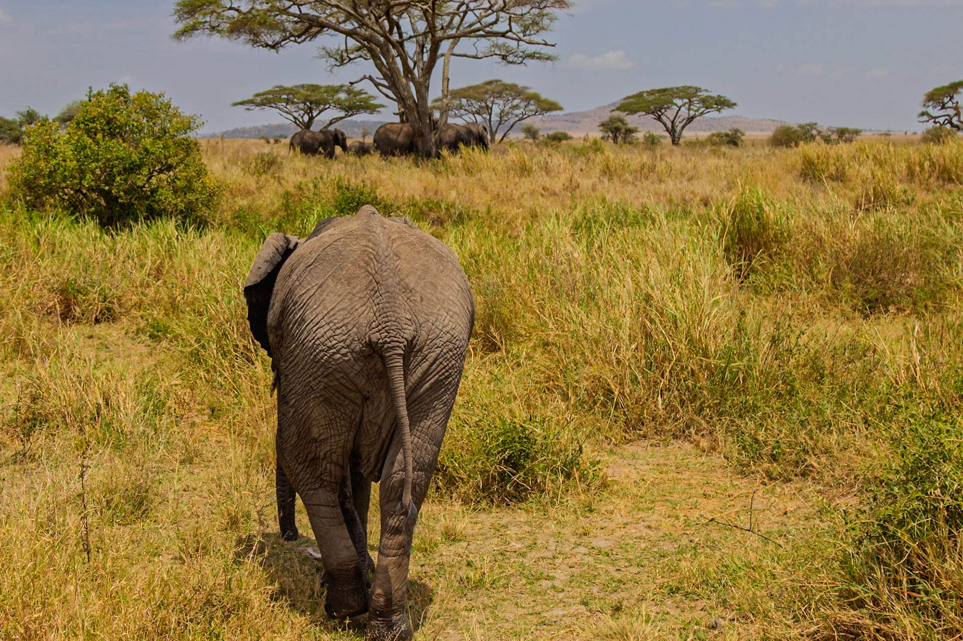An elephant walks through the Serengeti National Park in Tanzania, likely searching for food or water.