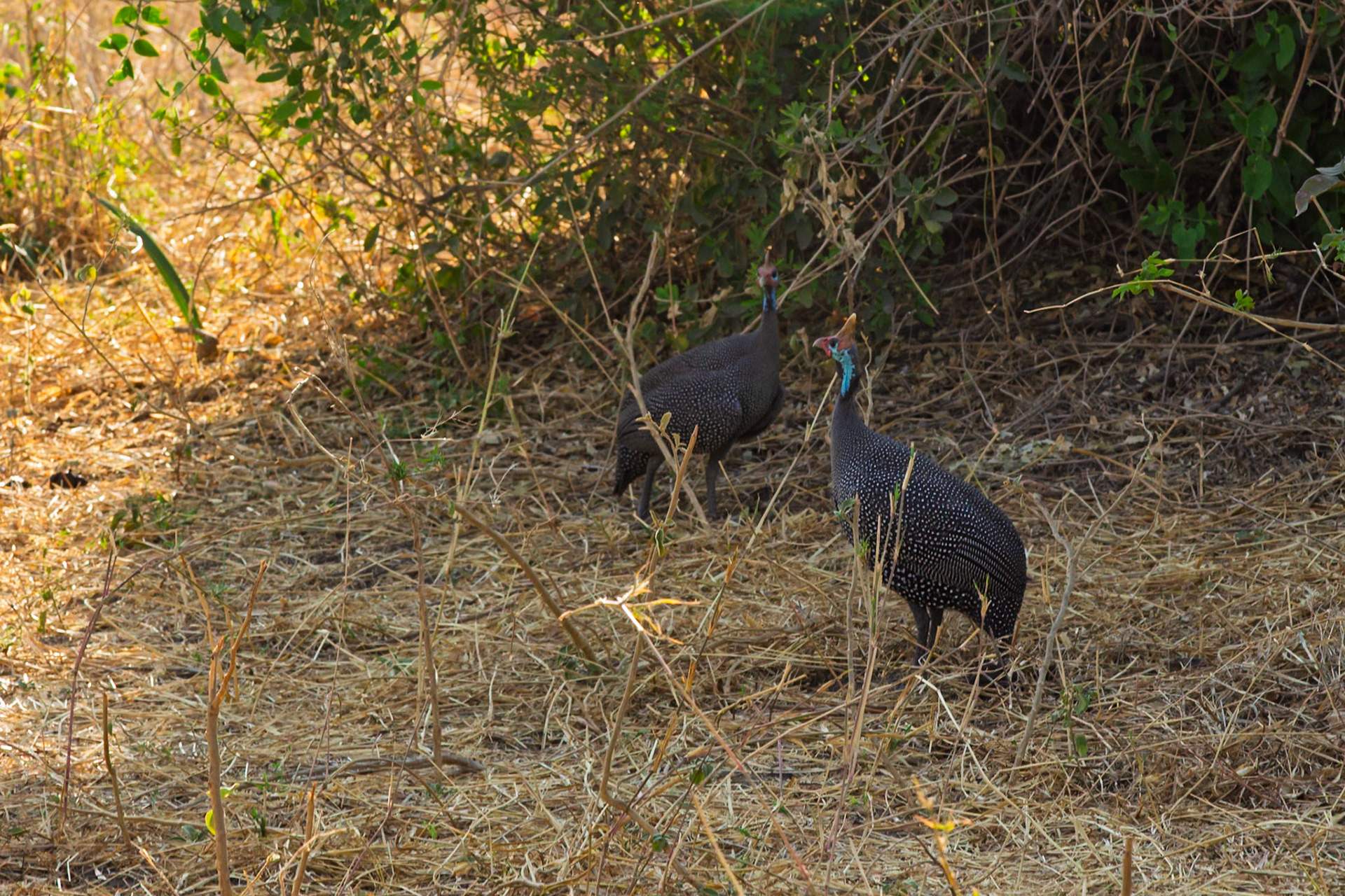 Two helmeted guineafowl forage for food in Tarangire National Park, Tanzania. They are searching for seeds and insects.