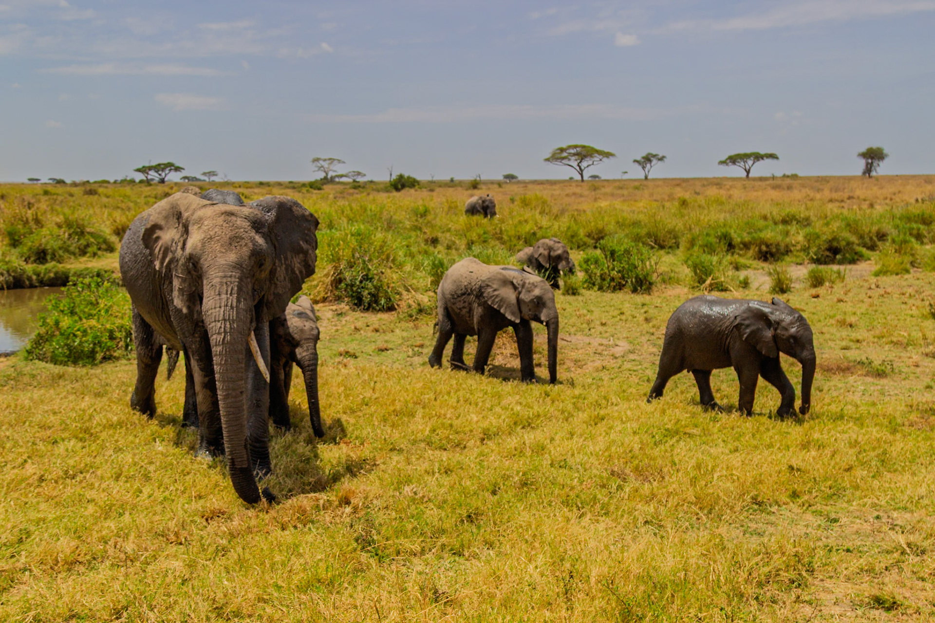 A family of elephants are walking through the Serengeti National Park in Tanzania, likely searching for food and water.