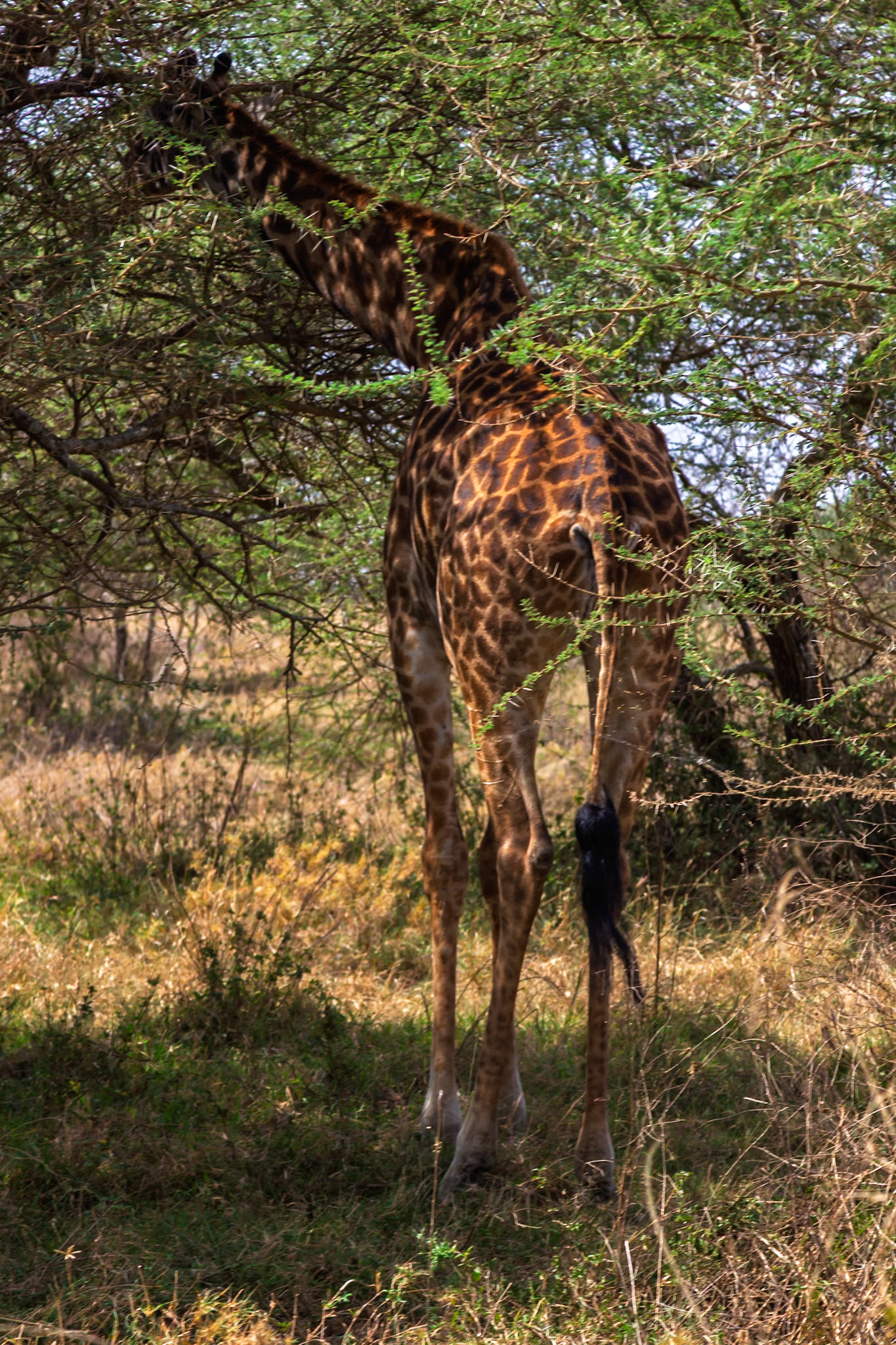 A giraffe eats leaves from a tree in Serengeti National Park, Tanzania. It's getting nutrients from the leaves.