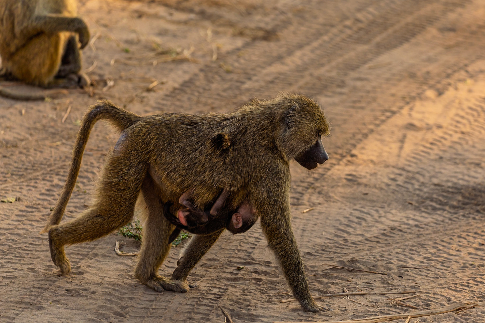 A baboon mother carries her baby across the sandy terrain of Tarangire National Park, Tanzania, ensuring its safety and survival.