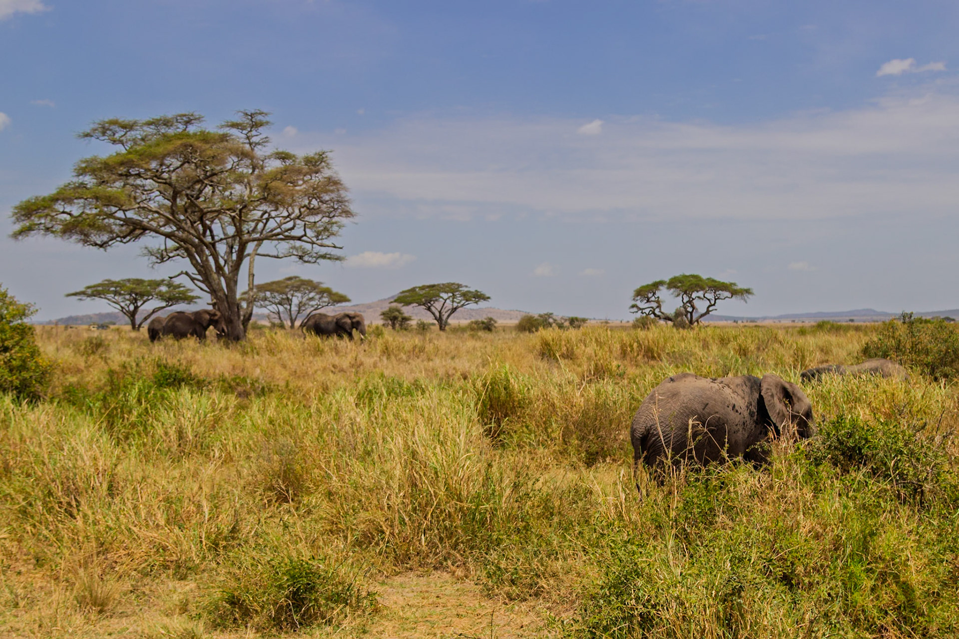 Elephants graze in Serengeti National Park, Tanzania. They are eating the tall grass in the open plains.