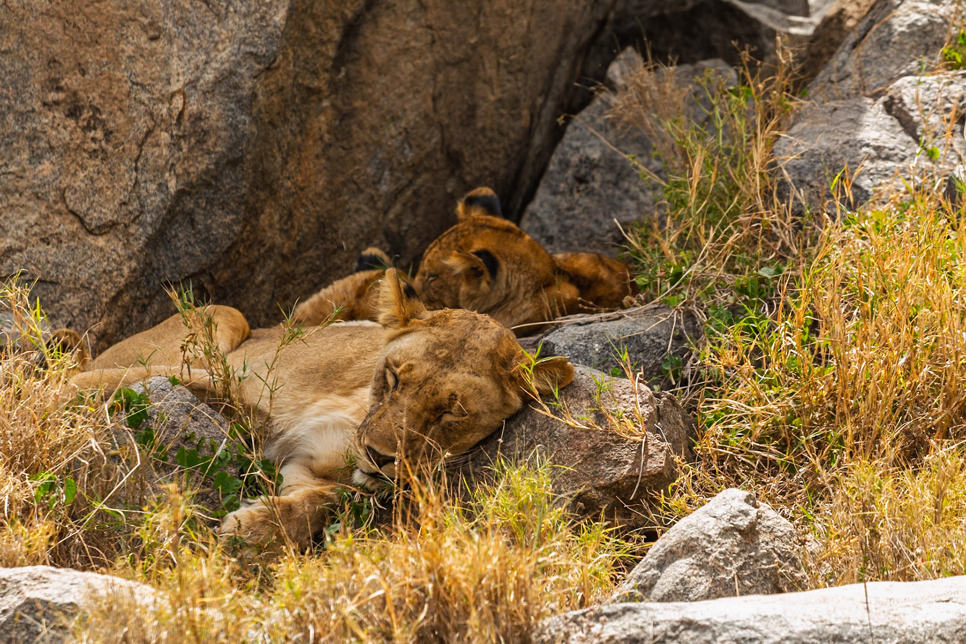 Two lionesses rest on rocks in Serengeti National Park, Tanzania. They are likely resting to conserve energy during the heat of the day.
