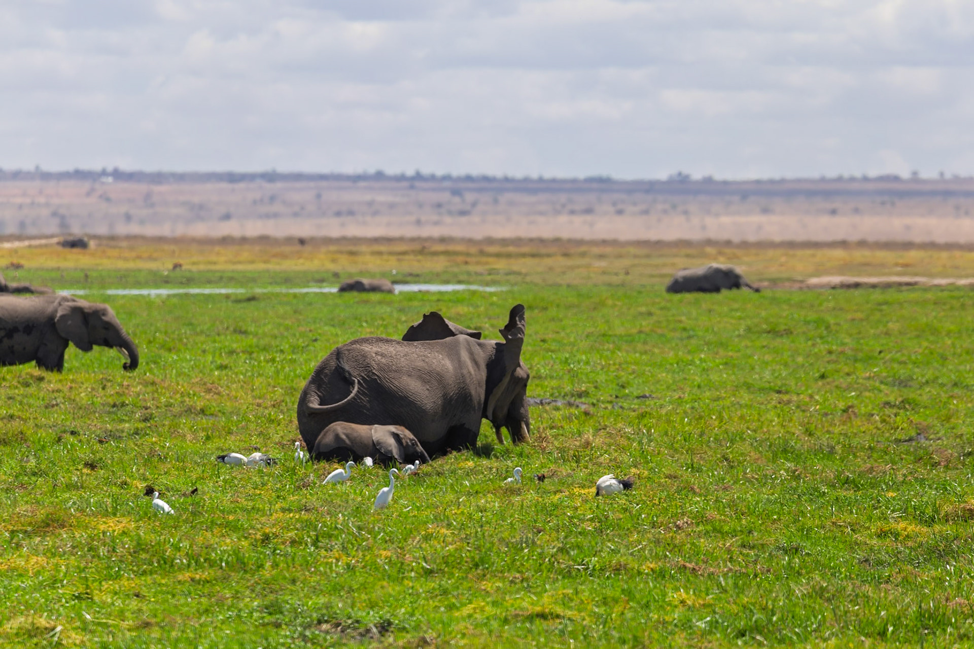 A mother elephant rests with her calf in Amboseli National Park, Kenya, surrounded by birds.
