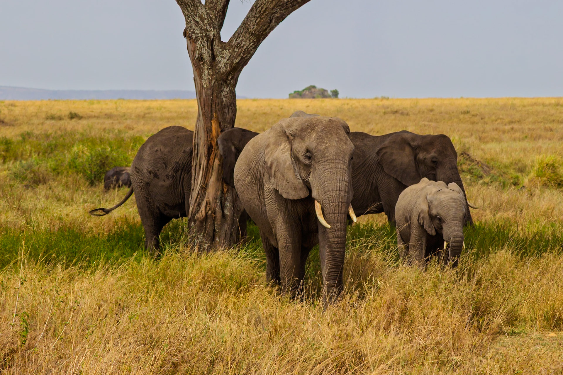 A family of elephants seeks shade under a tree in Tanzania's Serengeti National Park, escaping the heat of the day.