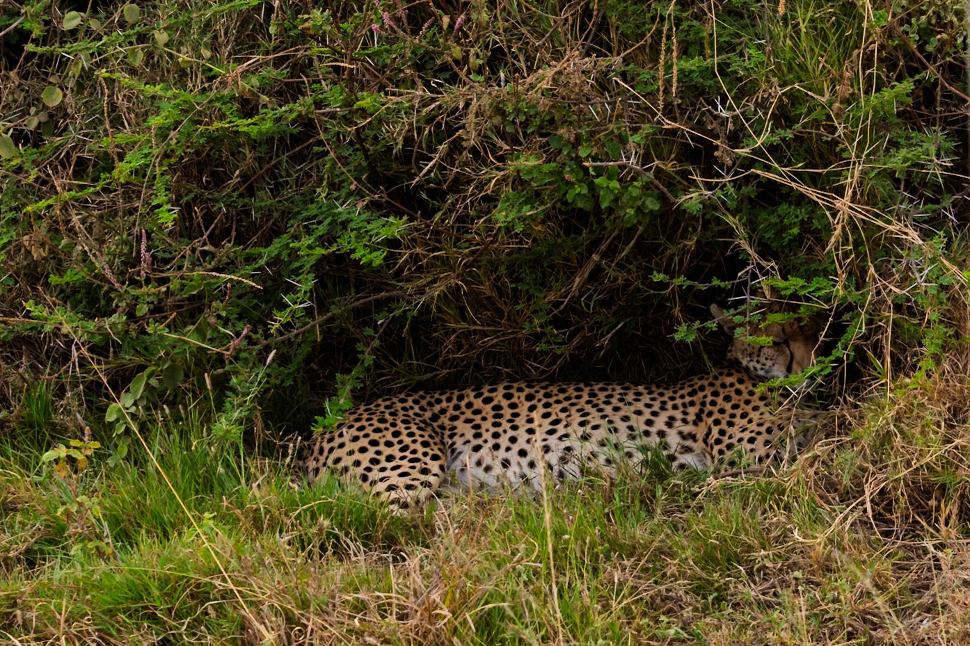 A leopard rests in the shade of dense foliage in Serengeti National Park, Tanzania, seeking respite from the heat.