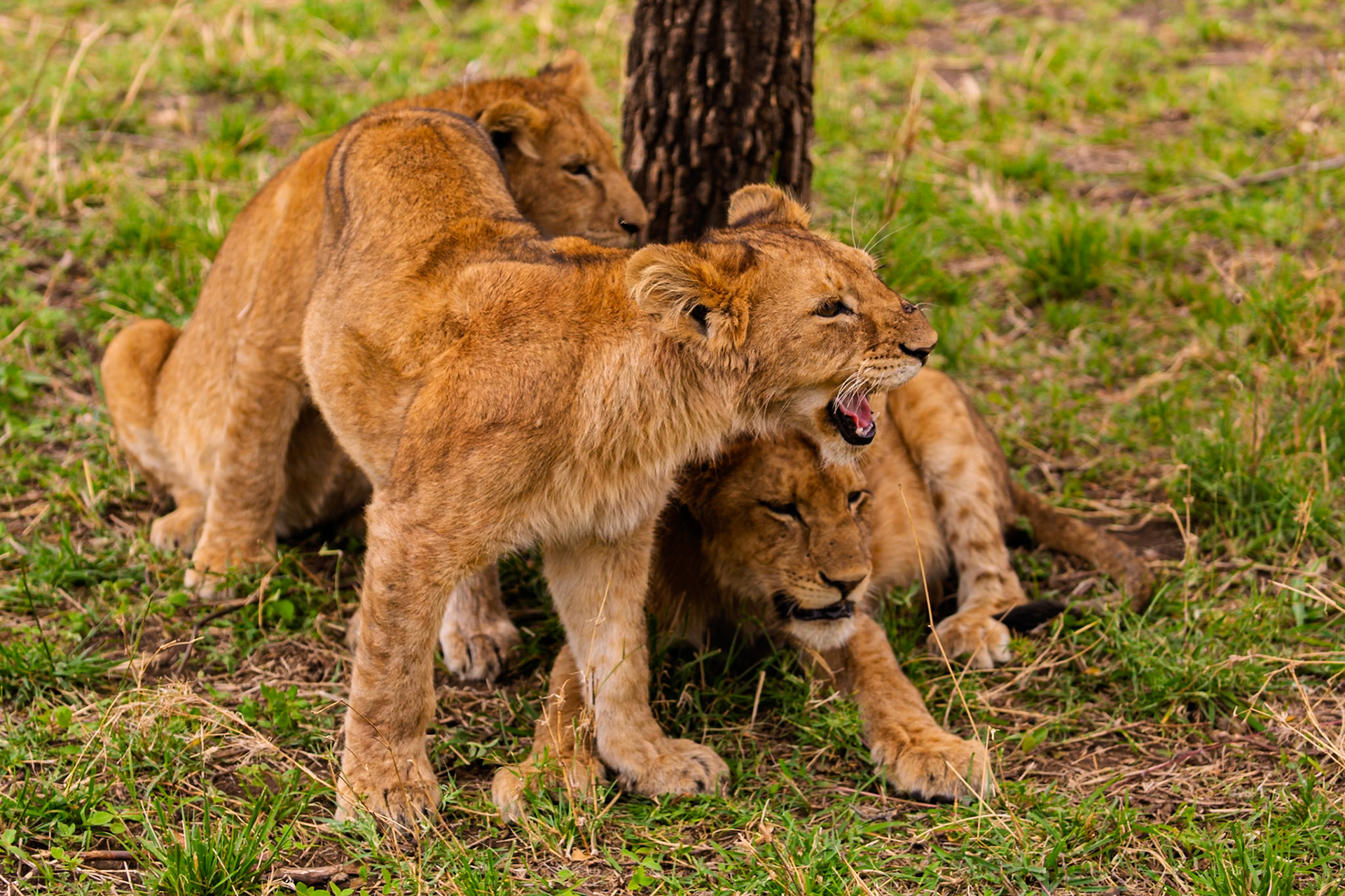 Lion cubs huddle together in Serengeti National Park, Tanzania, seeking shade and comfort near a tree.