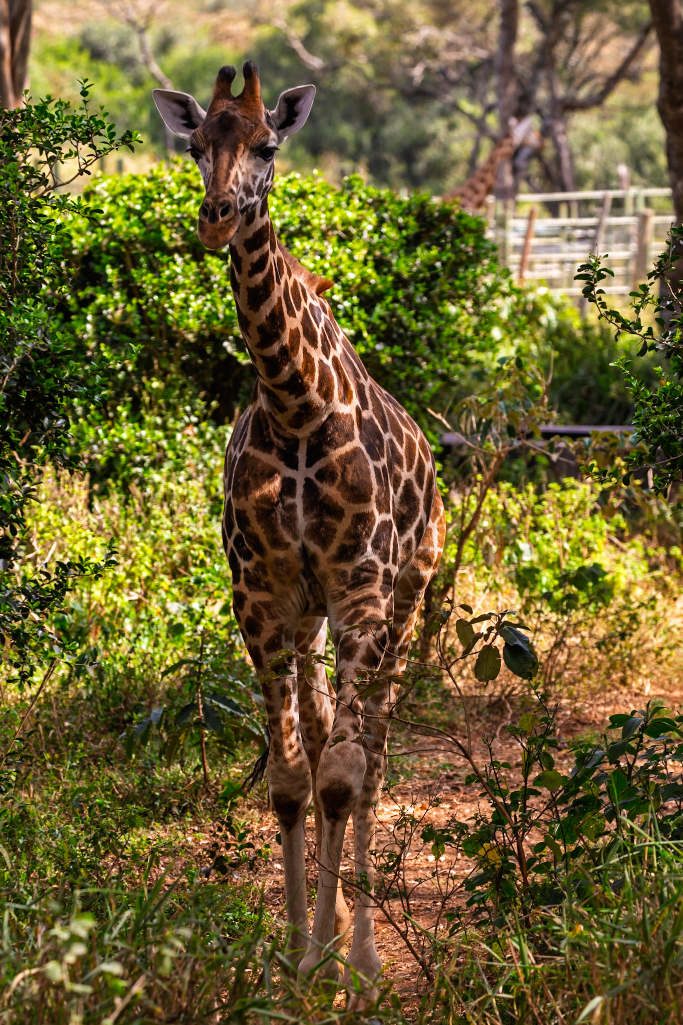 A giraffe is walking through the Giraffe Center in Kenya, likely searching for food or exploring its habitat.