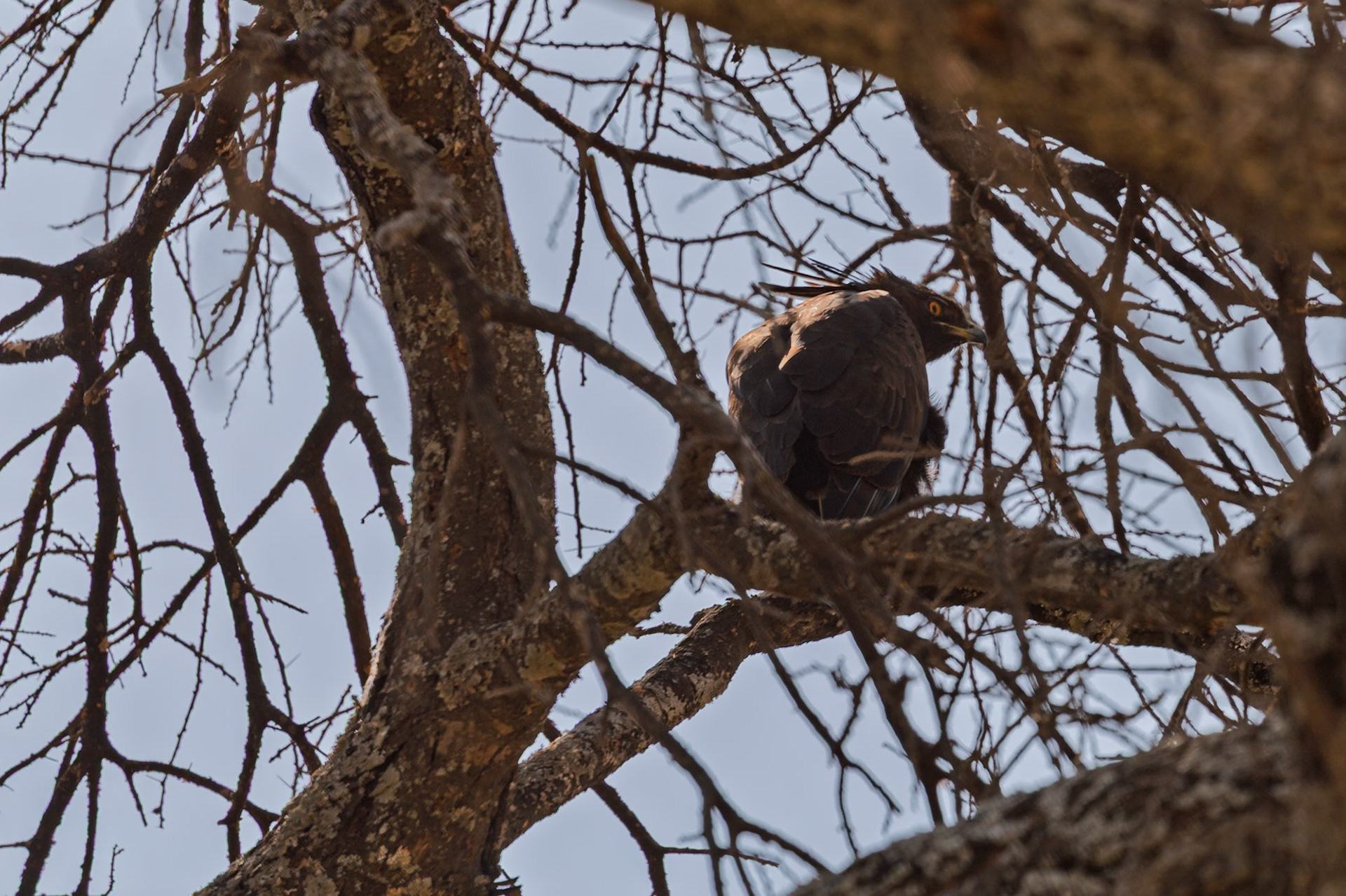 Tarangire National Park, Tanzania - September 30th 2025: A Martial Eagle perches in a tree, surveying its surroundings for prey.