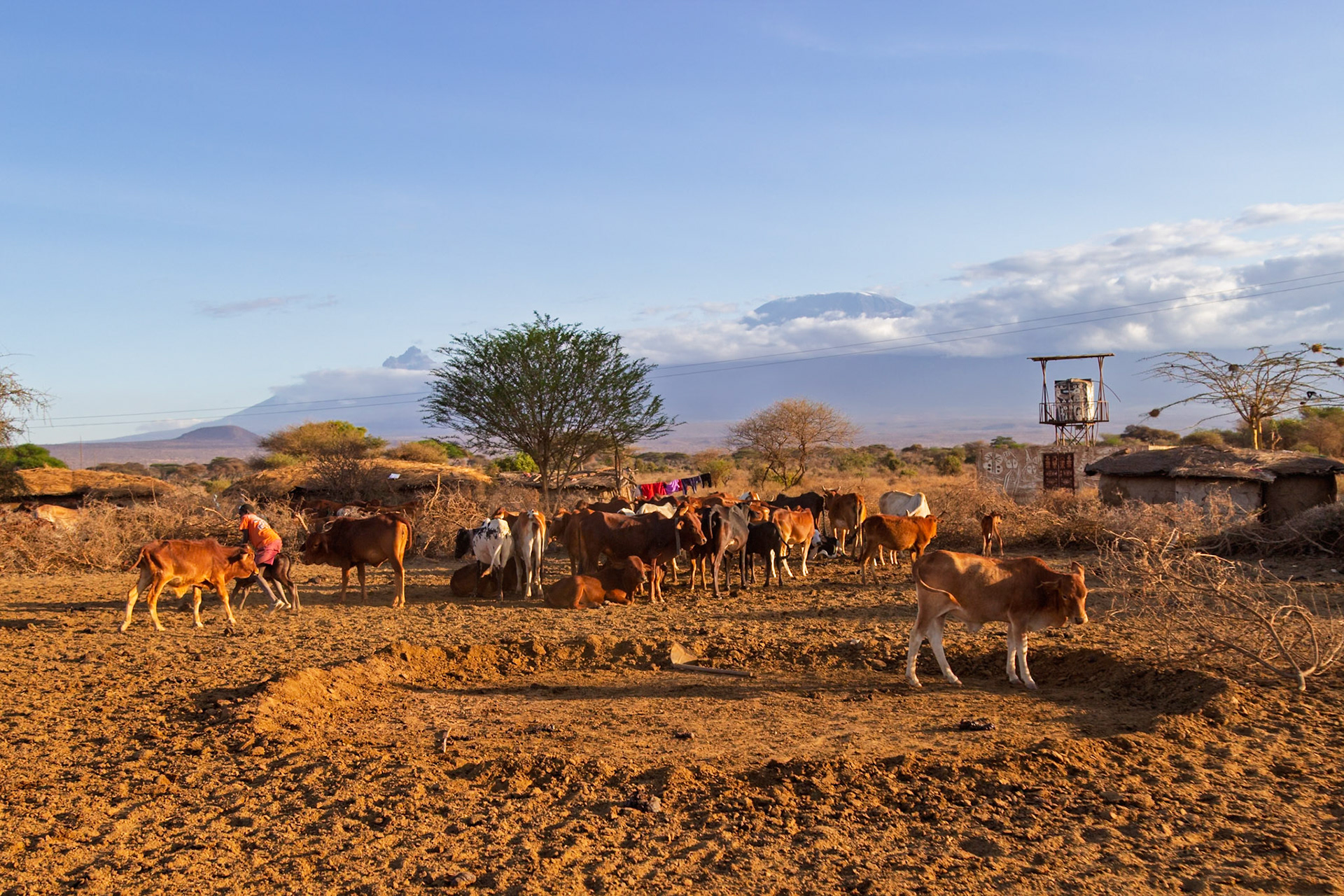 A Maasai herder tends to cattle in a village in Kenya. Livestock is central to Maasai culture and livelihood.