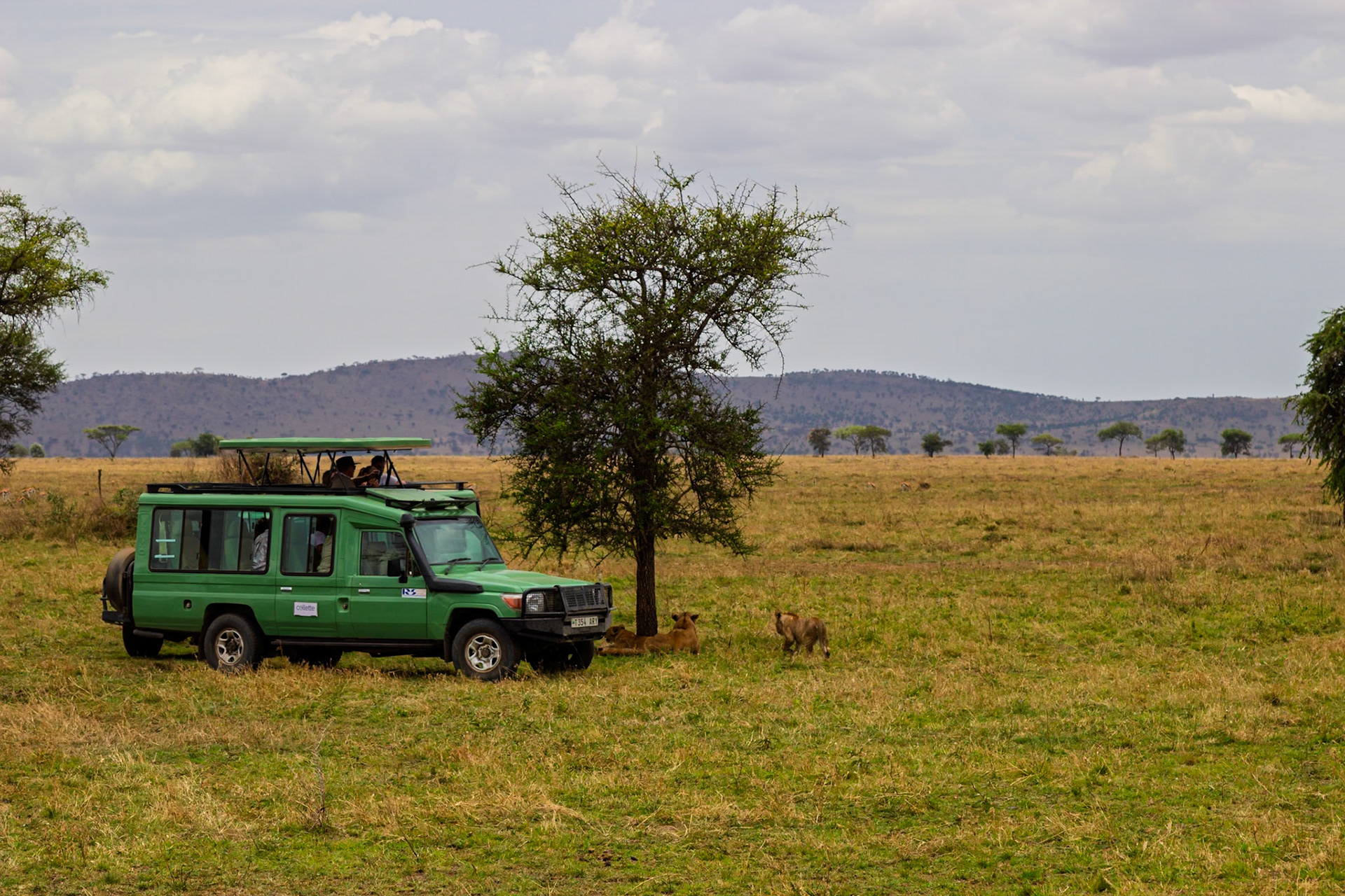 Tourists in Tanzania's Serengeti National Park observe lions resting under a tree from their safari vehicle.