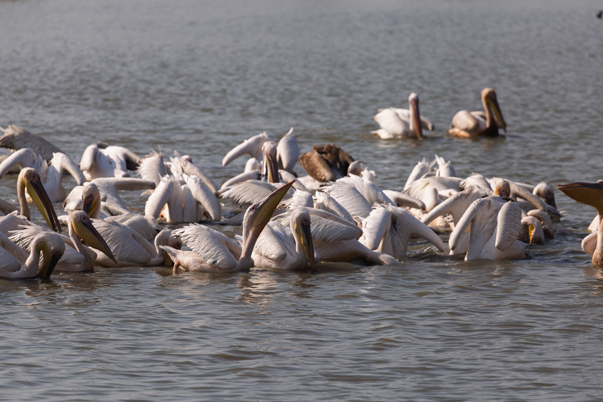 Great White Pelicans gather in the waters of Tarangire National Park, Tanzania, actively feeding by submerging their heads for fish.