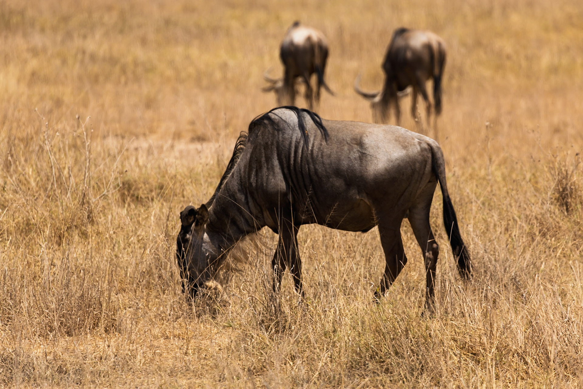 Wildebeest graze in Amboseli National Park, Kenya. They are eating to sustain themselves.