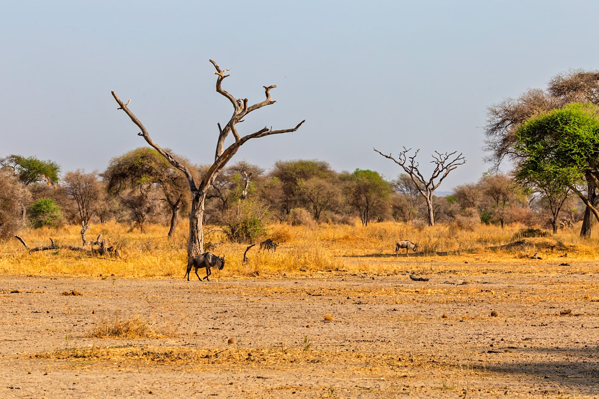 Wildebeest graze in Tarangire National Park, Tanzania, seeking sustenance in the arid landscape.