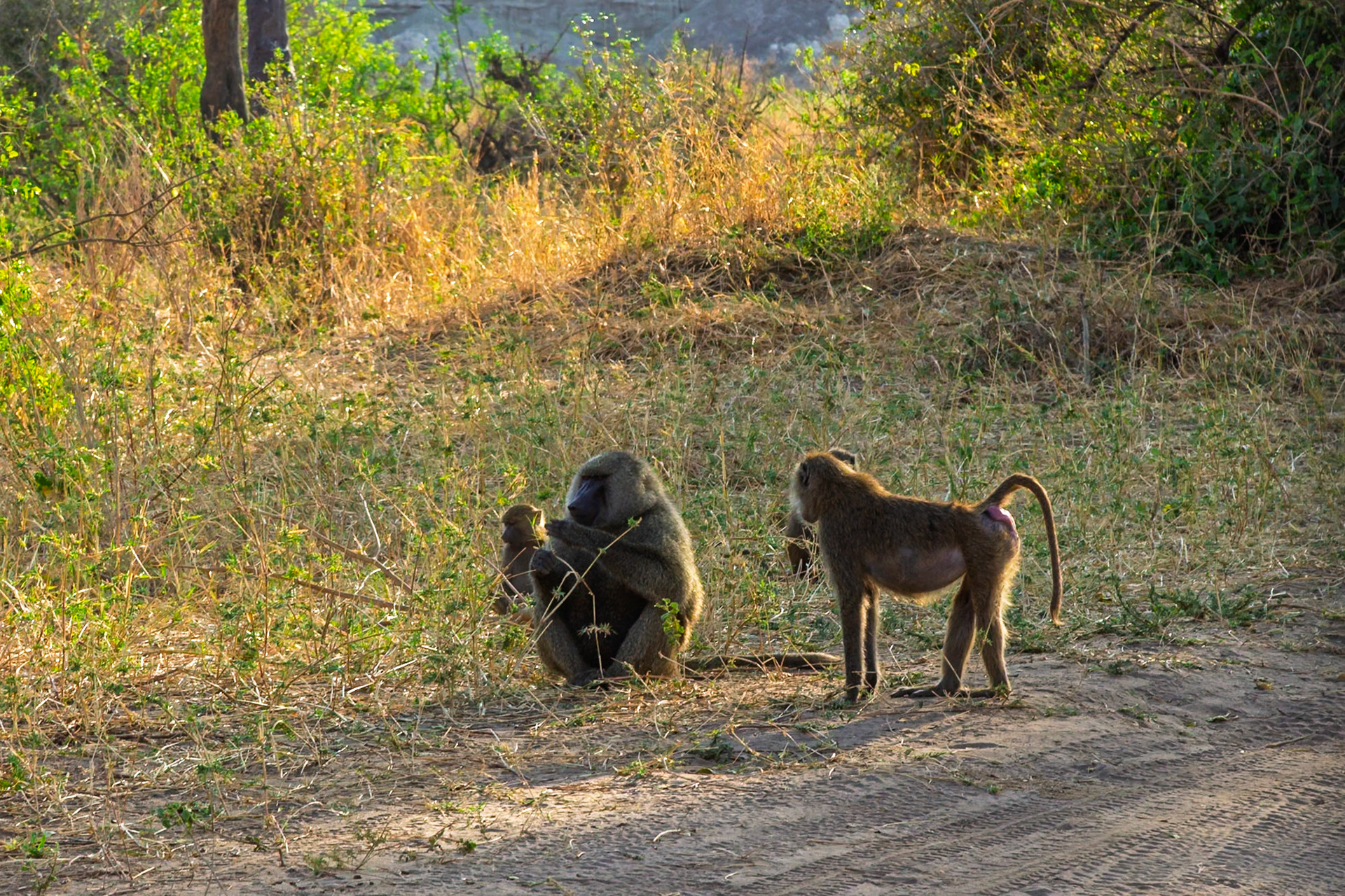 A baboon mother and baby sit while another baboon stands guard in Tarangire National Park, Tanzania.