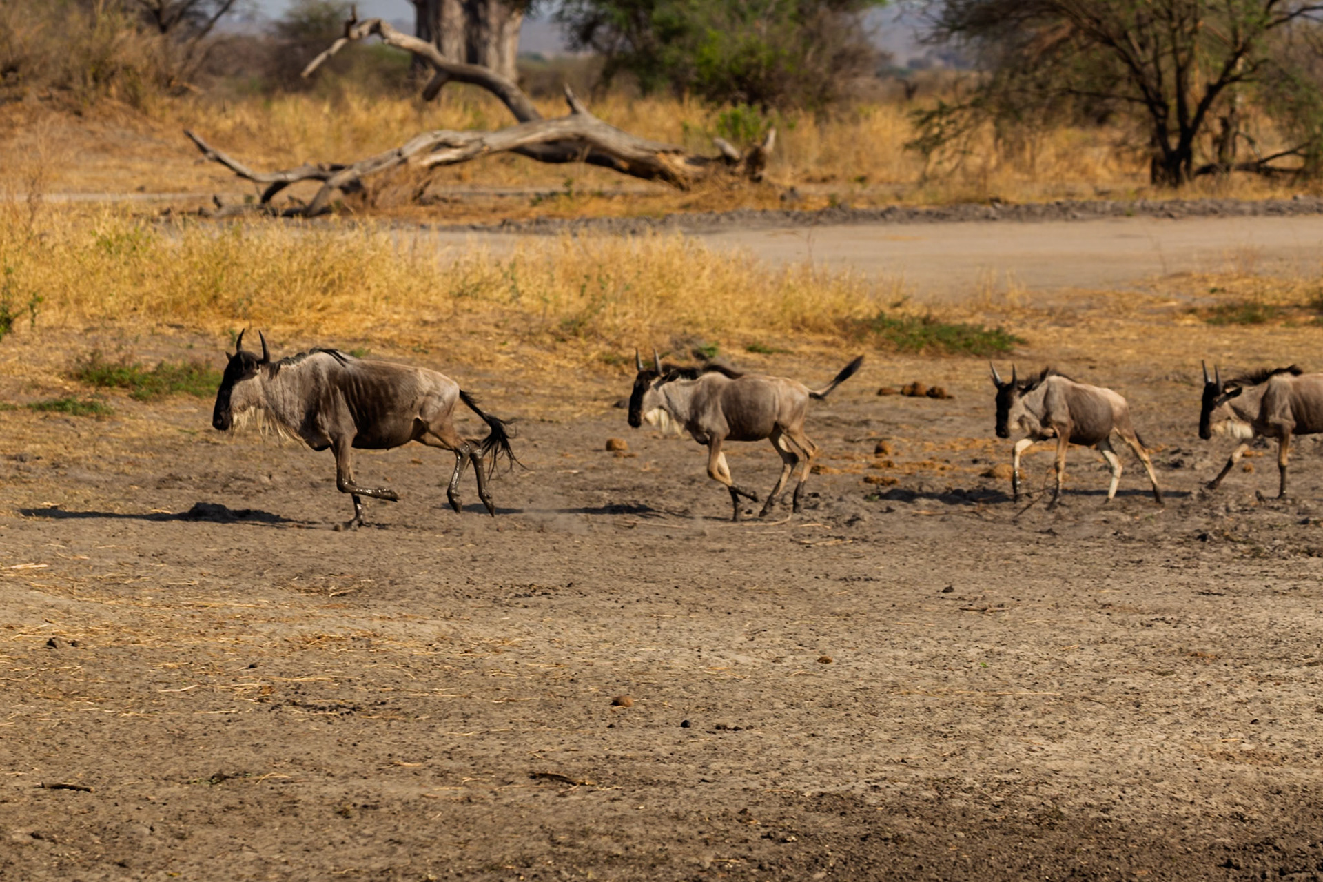 A herd of wildebeest gallops across the arid landscape of Tanzania's Tarangire National Park, seeking new grazing lands.