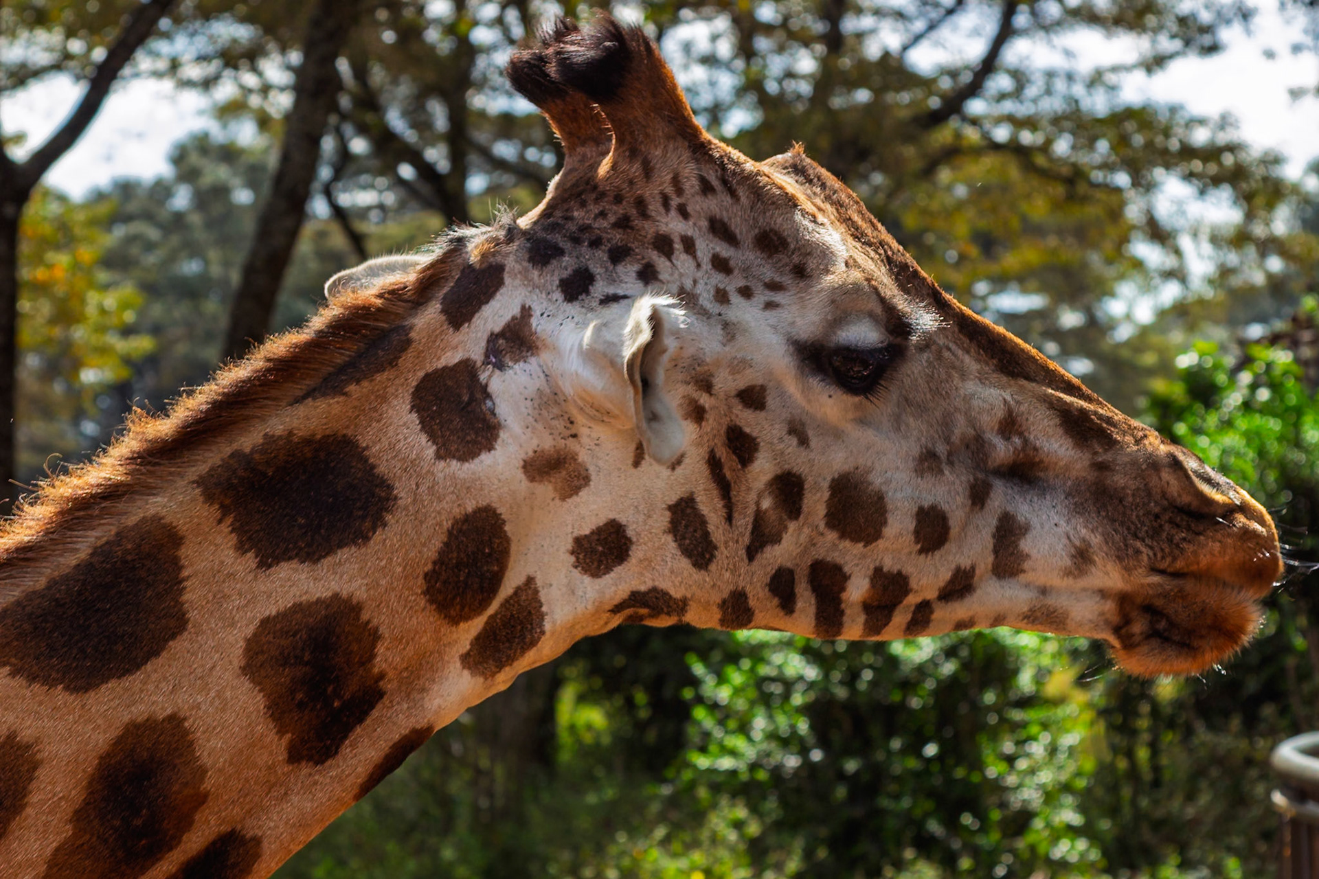 A giraffe is seen at the Giraffe Center in Kenya, showcasing its unique markings and gentle nature.