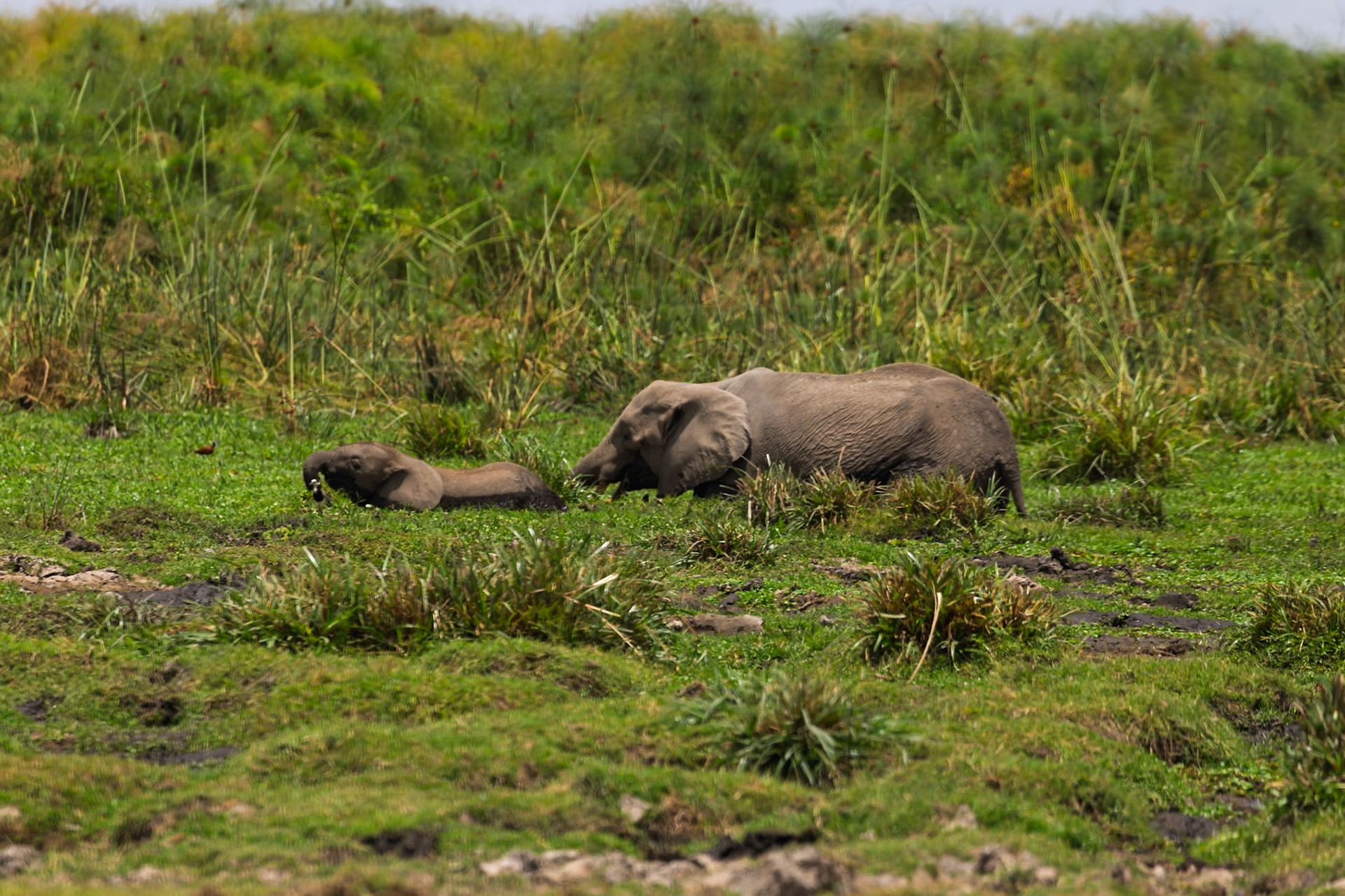 In Kenya's Amboseli National Park, an elephant and its calf rest in a grassy field, seeking respite from the heat.