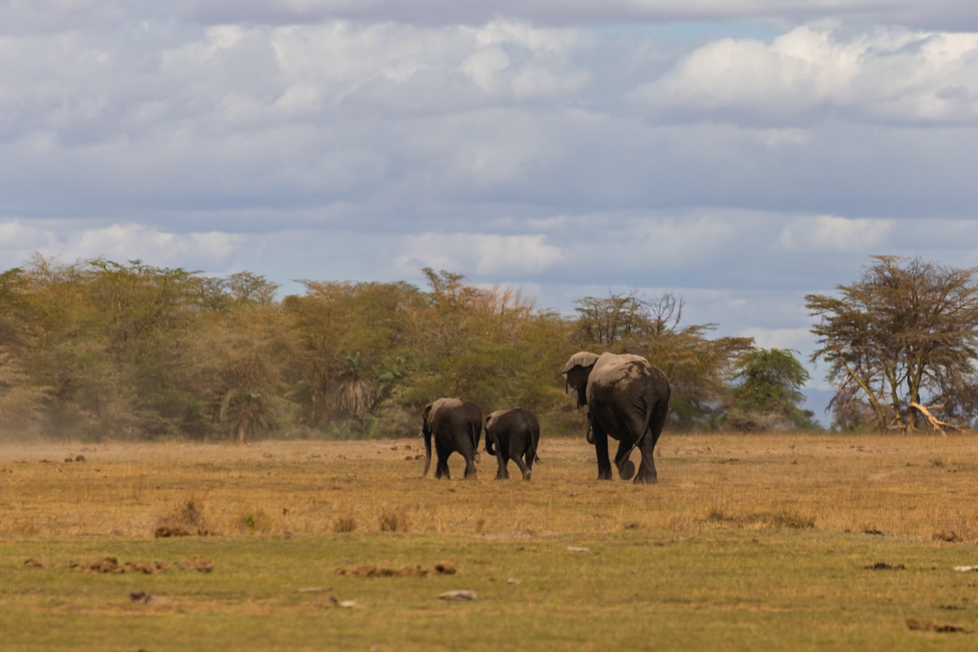 A family of elephants walks across the plains of Amboseli National Park in Kenya, seeking food and water.