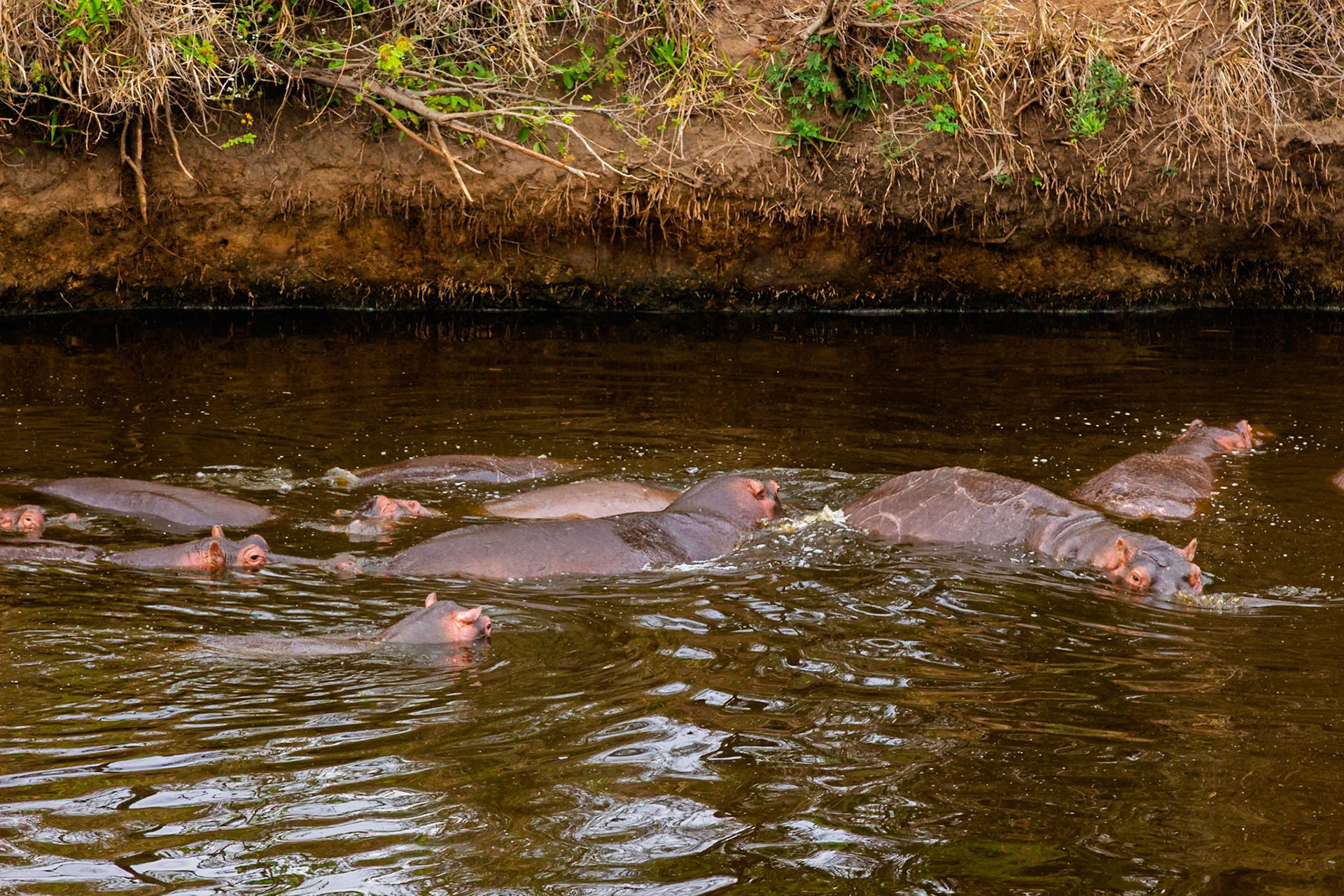 A pod of hippos wallow in the murky waters of the Serengeti National Park, Tanzania, seeking respite from the African sun.