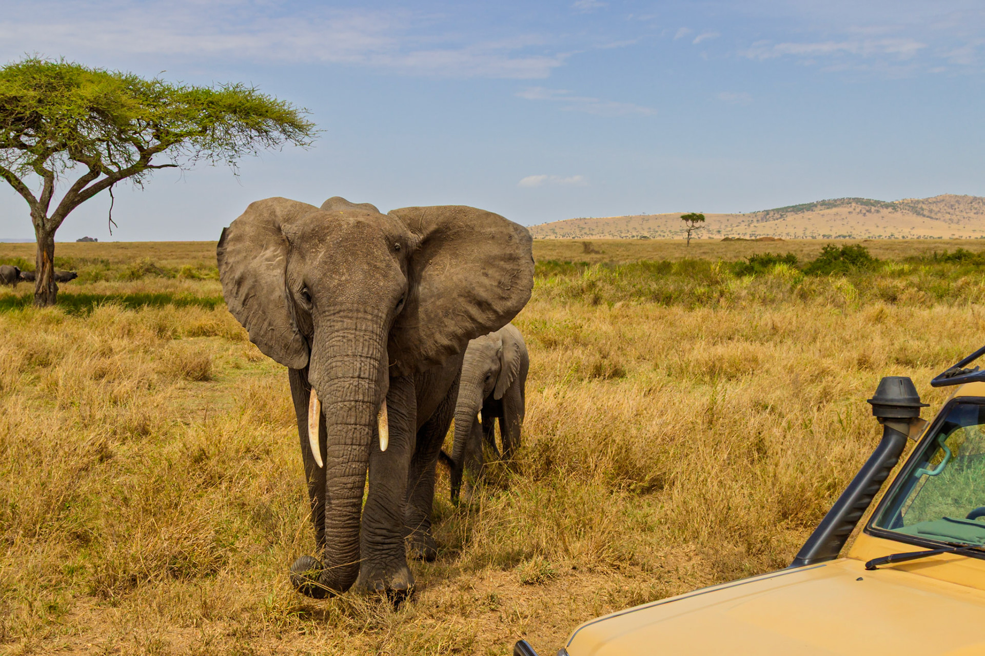 A safari-goer views elephants in Tanzania's Serengeti National Park from their vehicle, observing the wildlife in its natural habitat.