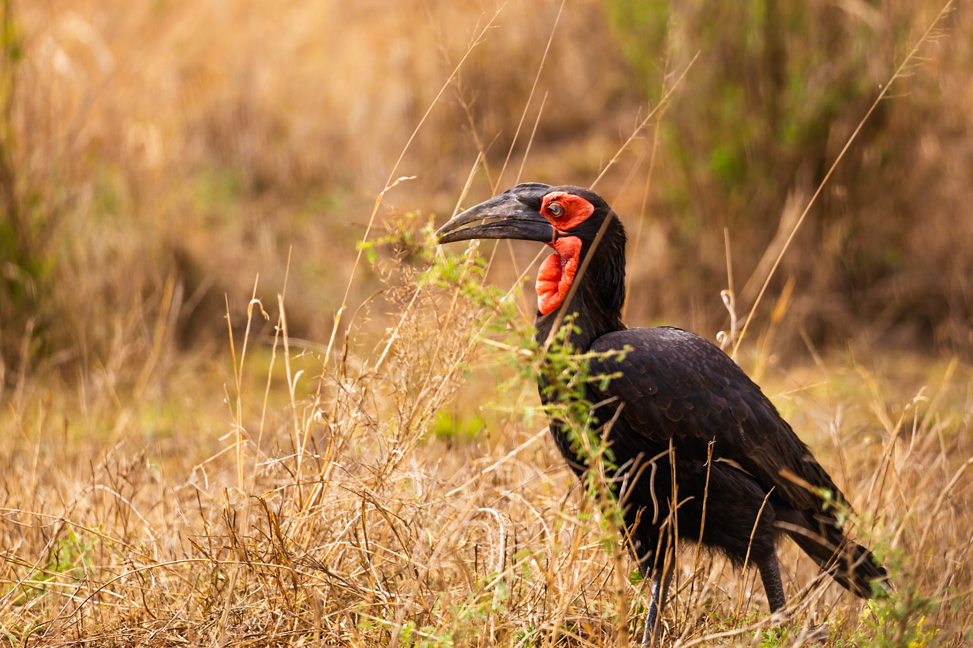 A Southern Ground Hornbill is foraging for food in the tall grasses of the Serengeti National Park, Tanzania.