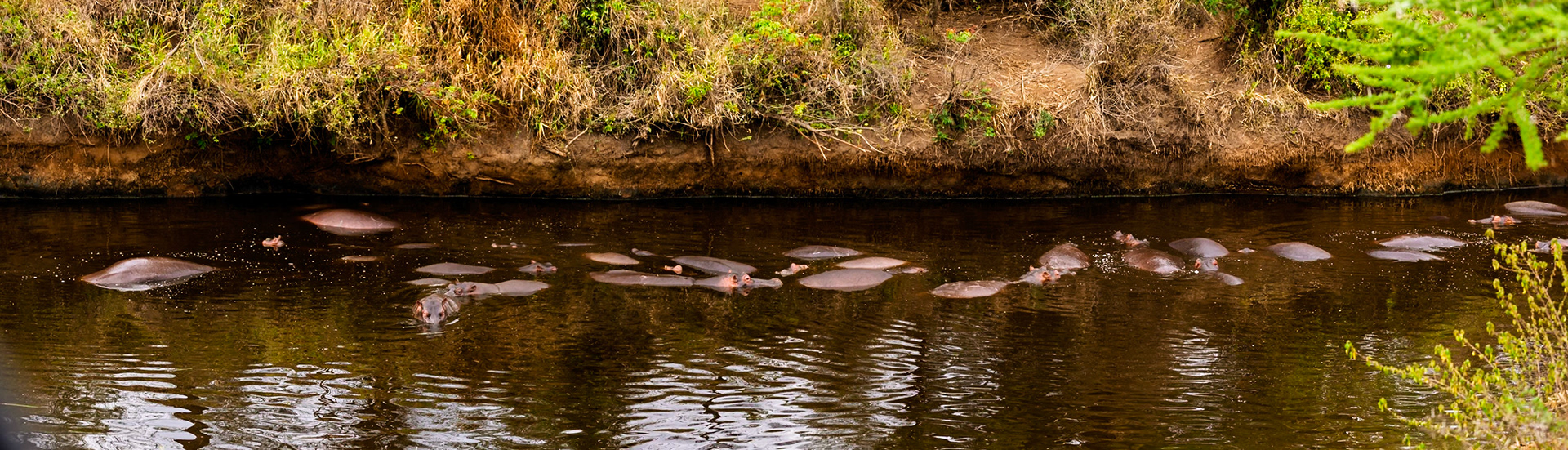 A pod of hippos wallow in a river in Serengeti National Park, Tanzania, to keep cool and protect their sensitive skin from the sun.