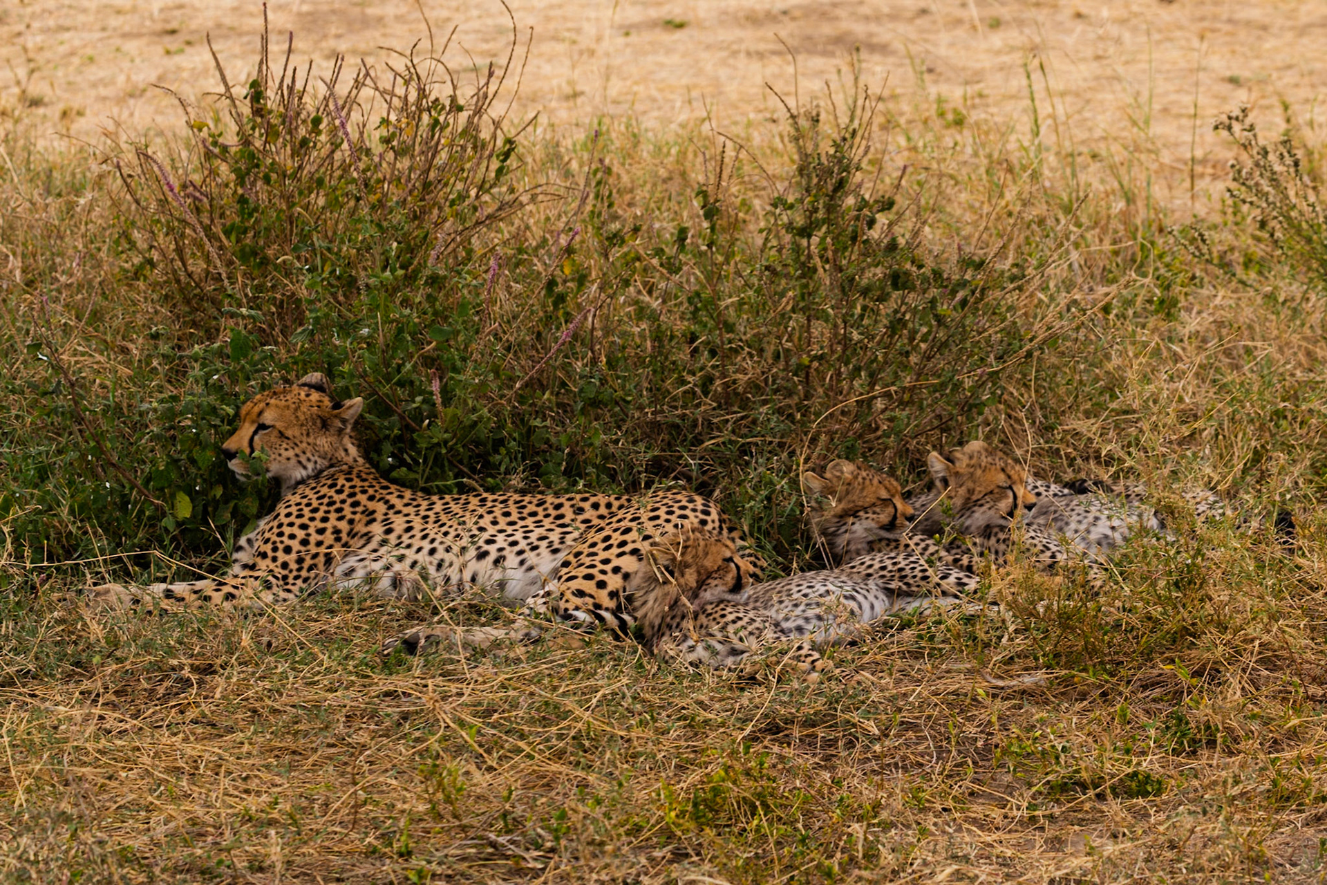 A cheetah mother rests with her cubs in the Serengeti National Park, Tanzania, seeking shade from the sun.