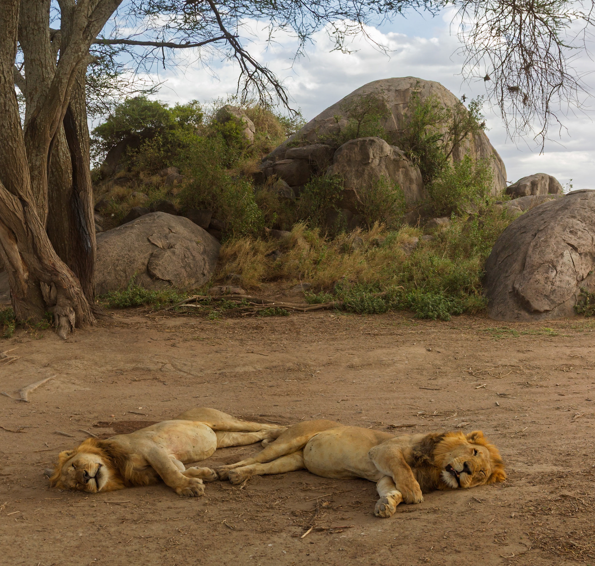 Two male lions are sleeping in the shade of a tree in Serengeti National Park, Tanzania, conserving energy for their next hunt.