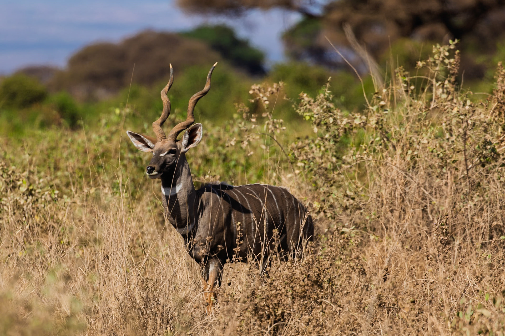 A male Kudu stands alert in Amboseli National Park, Kenya. He is likely searching for food or keeping watch for predators.
