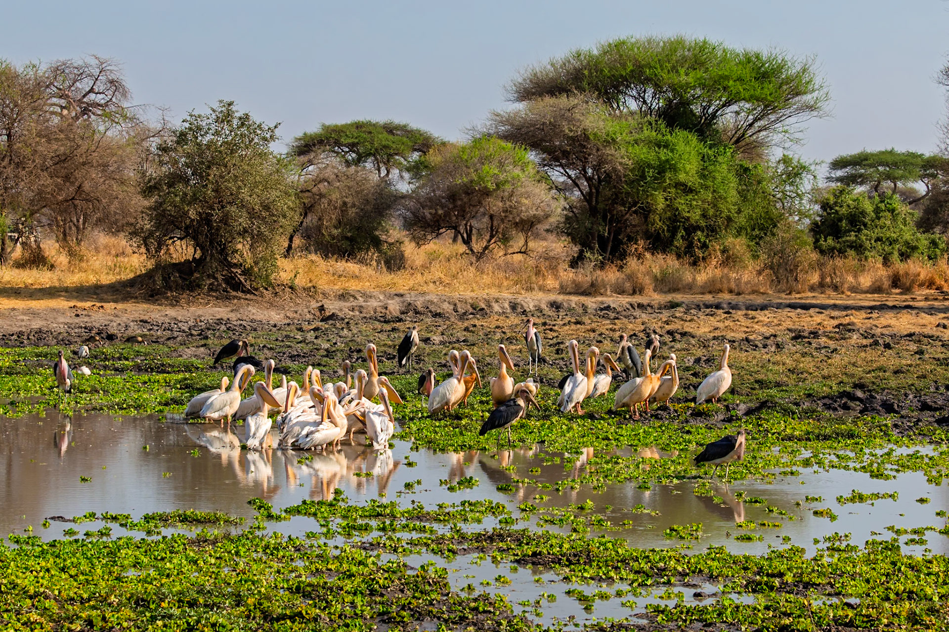 A flock of Great White Pelicans and Marabou Storks gather at a watering hole in Tarangire National Park, Tanzania.
