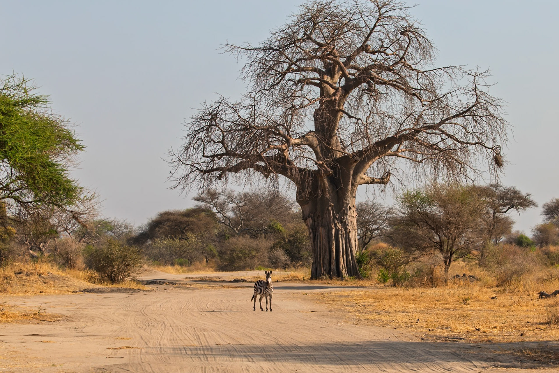 A zebra stands on a dirt road in Tarangire National Park, Tanzania, near a large baobab tree, likely searching for food or water.