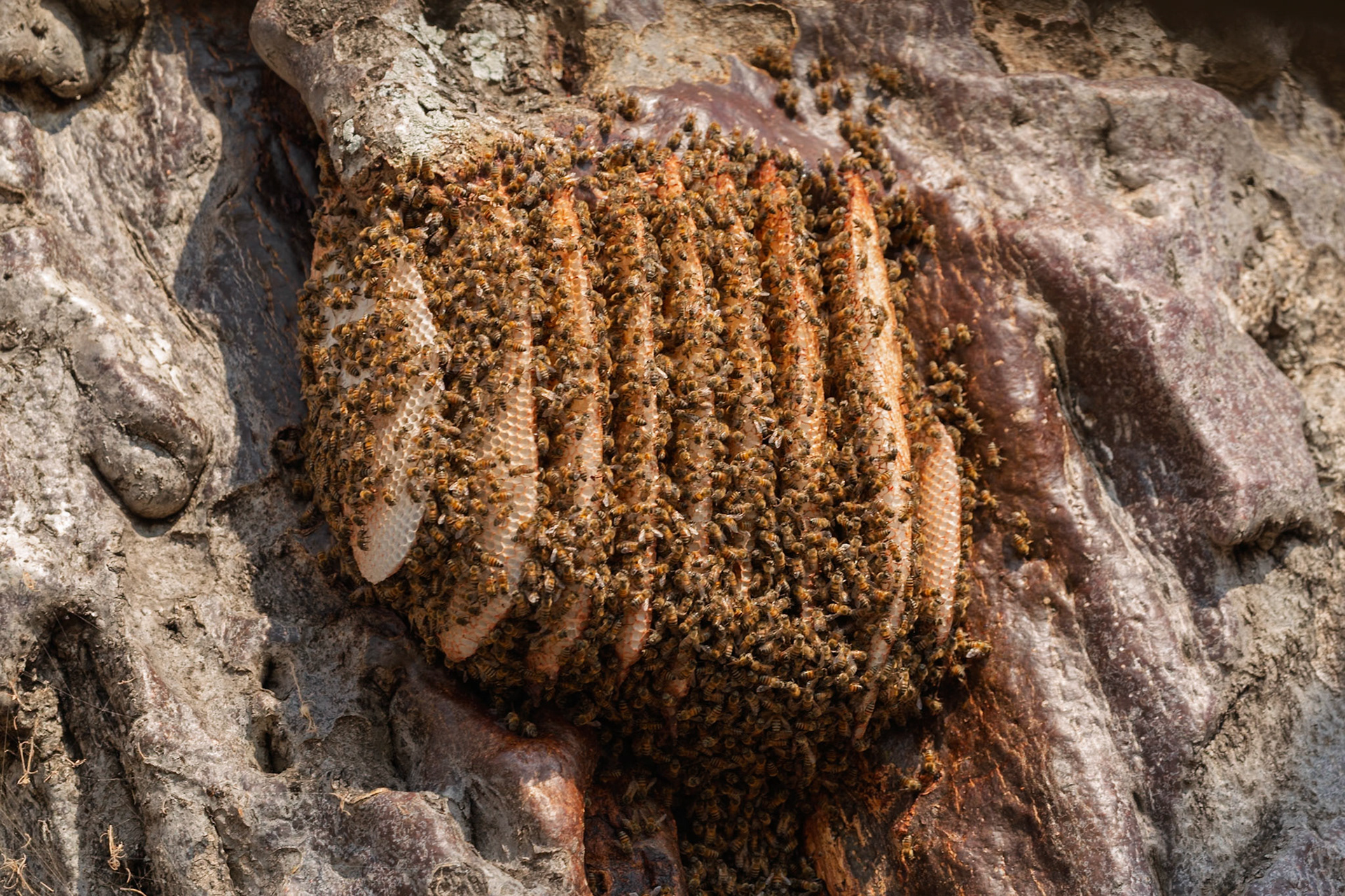 Bees are busy on their honeycomb hive in Tarangire National Park, Tanzania, collecting nectar and making honey to sustain their colony.