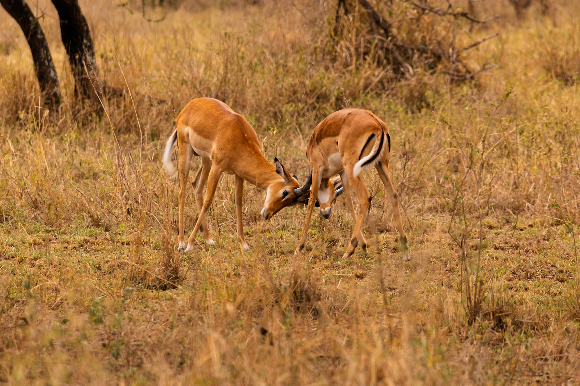 Two male Impala spar with their horns in Serengeti National Park, Tanzania. They are fighting for dominance and mating rights.