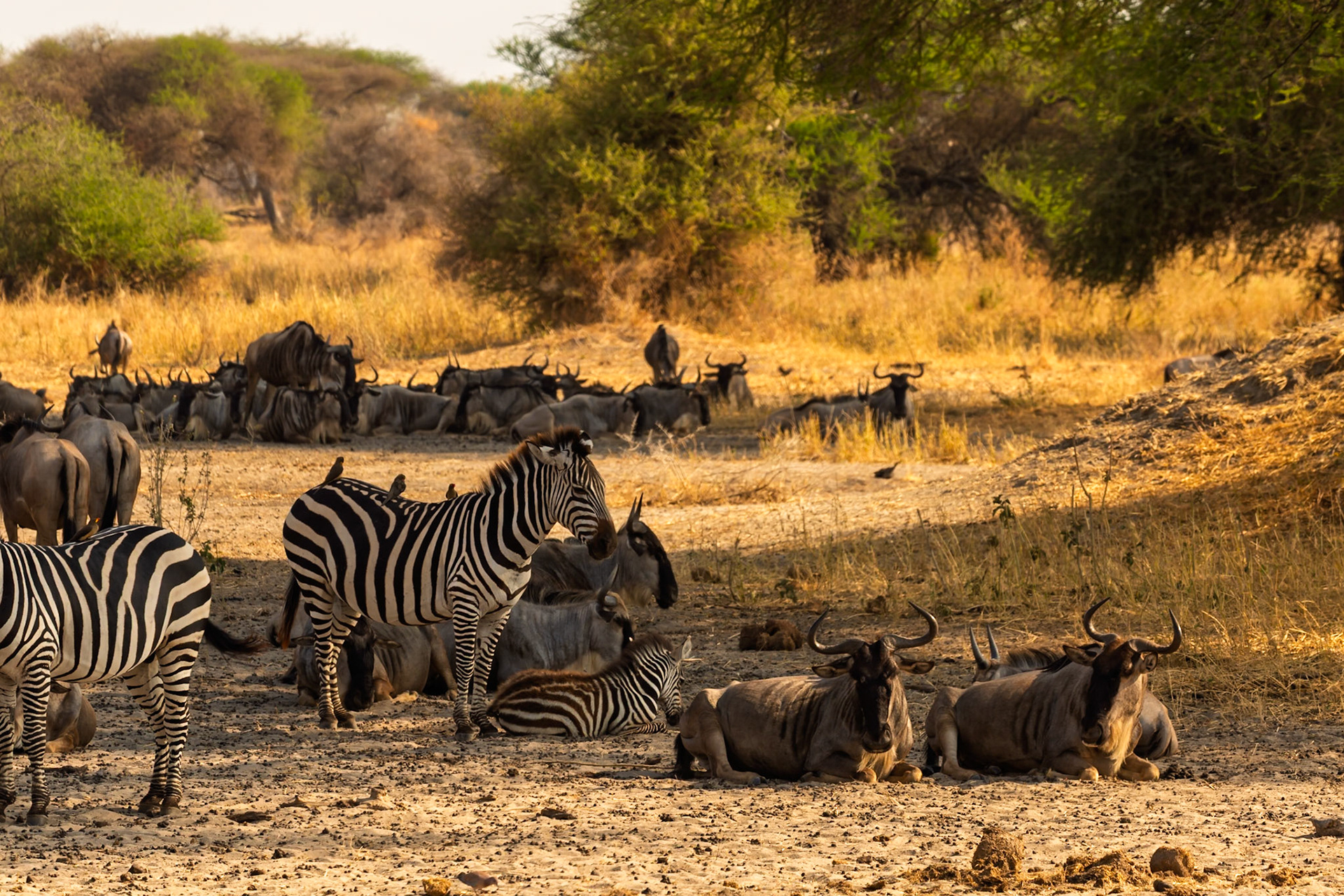 Zebras and wildebeest rest together in Tarangire National Park, Tanzania, seeking shade and respite from the heat.