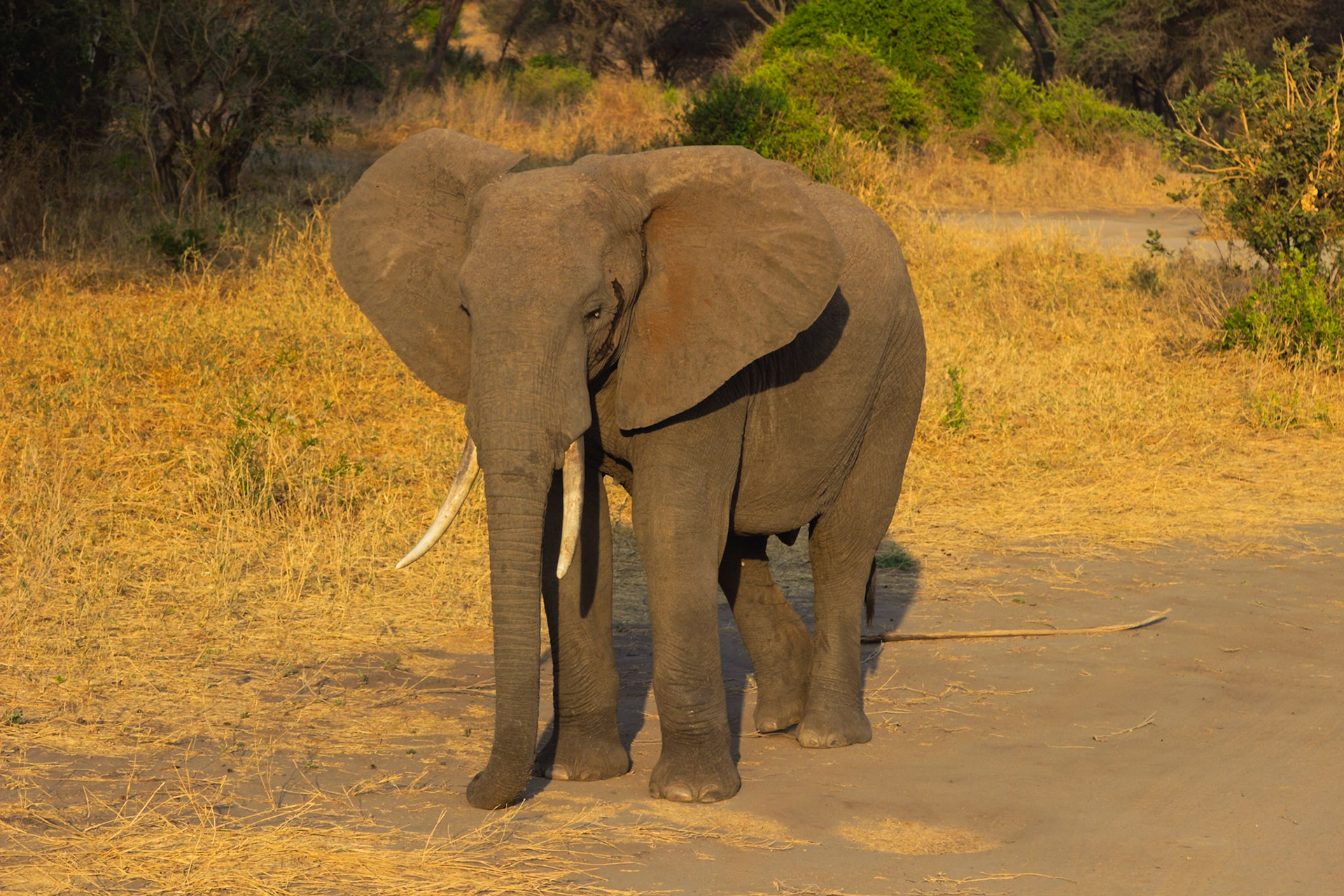 An African elephant stands on a dirt road in Tarangire National Park, Tanzania, observing its surroundings.