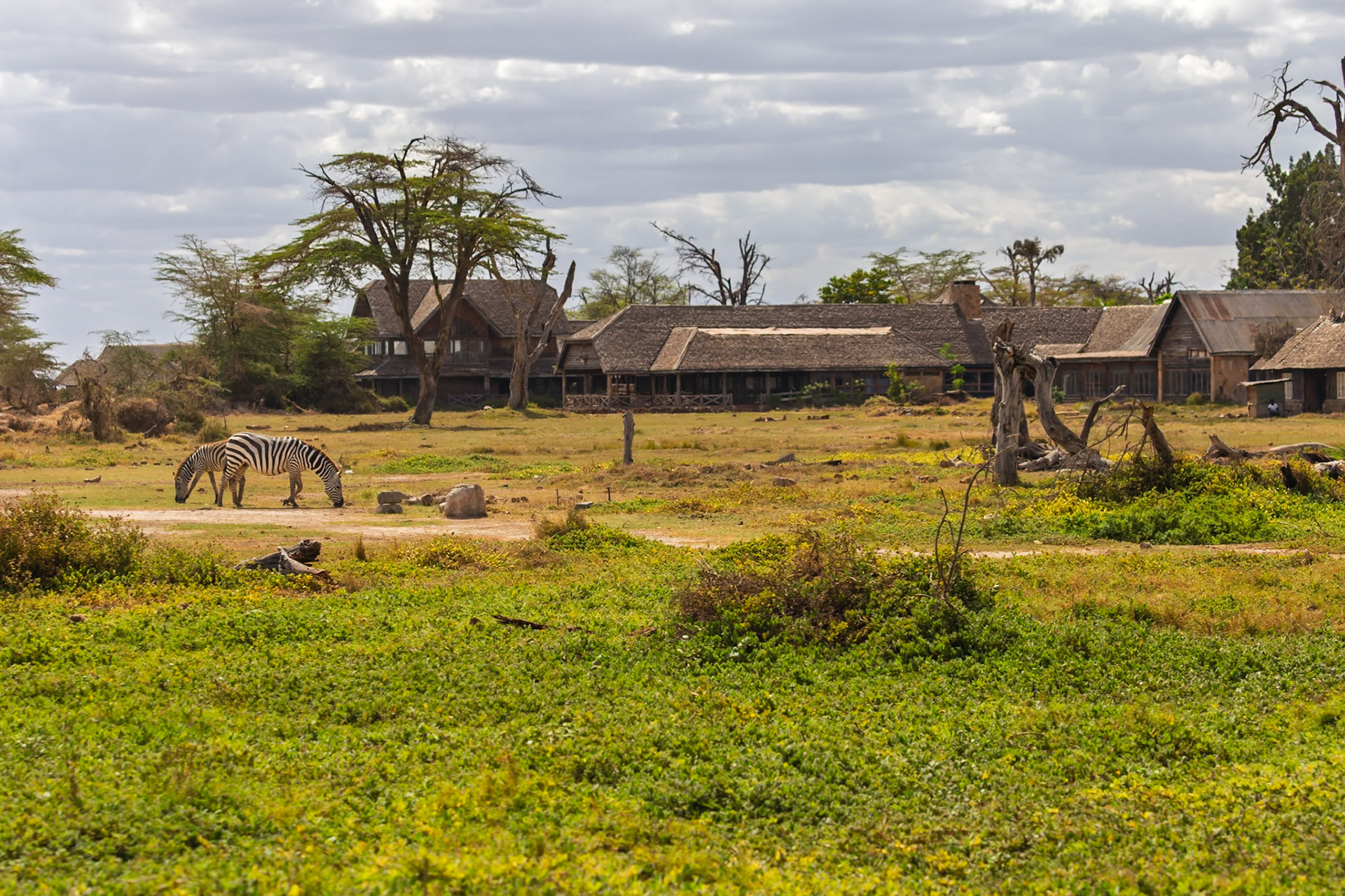 Zebras graze near a lodge in Kenya's Amboseli National Park. They are eating grass to survive.