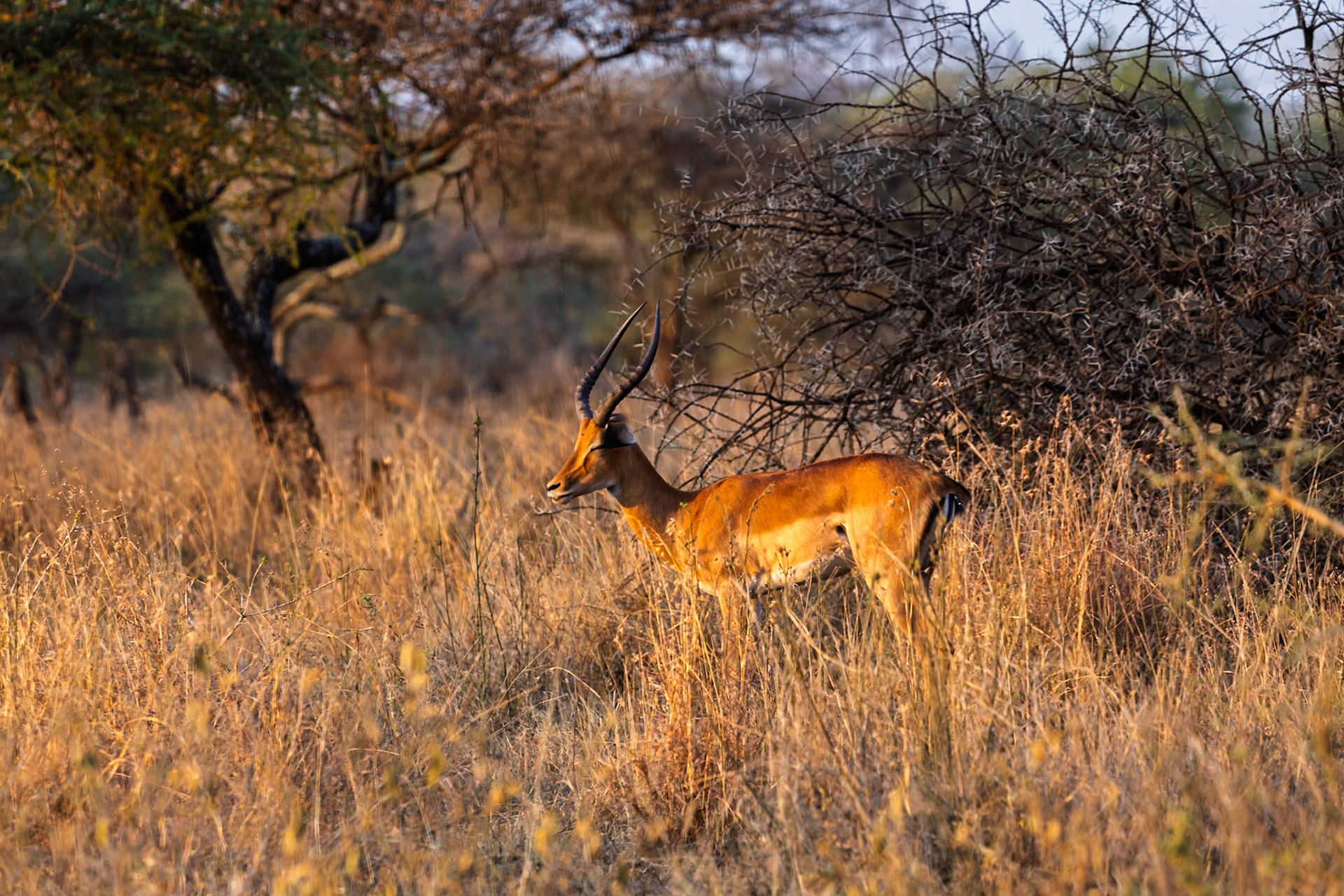 An Impala stands alert in the Serengeti National Park, Tanzania, blending with the golden grasses as it scans for danger.